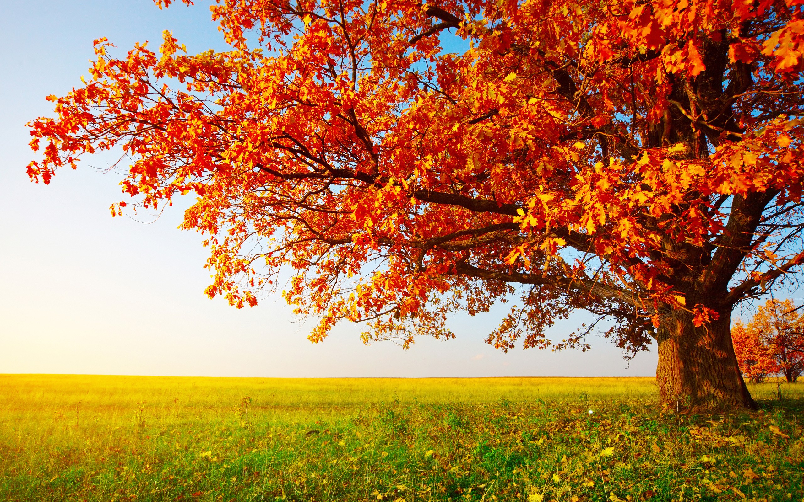 fall landscape trees field wallpaper and background. Nature