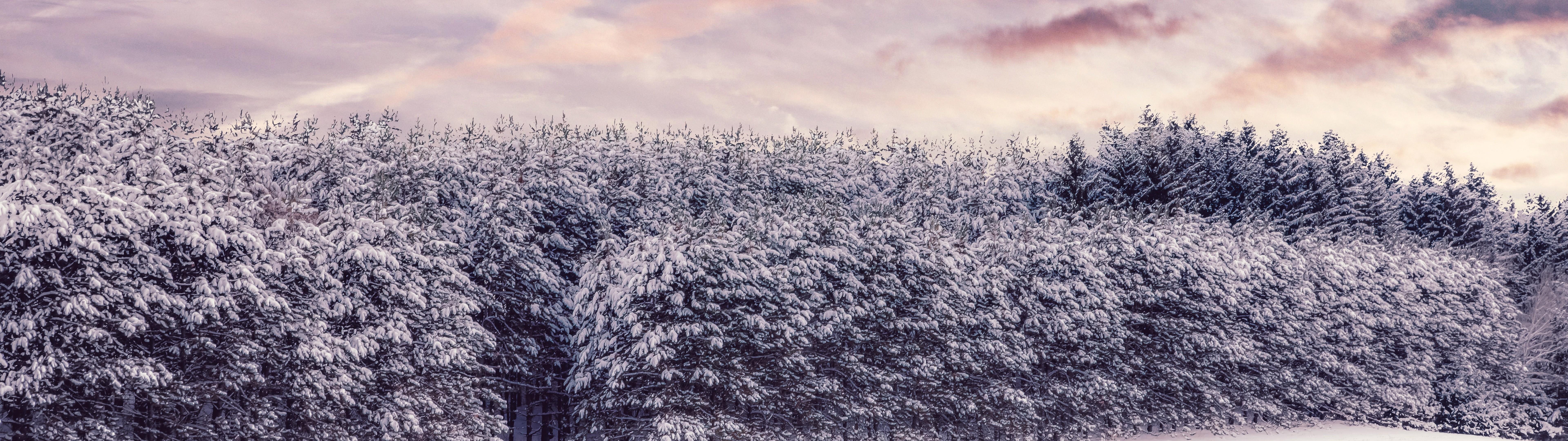 Download 7680x2160 Snow, Winter, Trees, Field Wallpaper