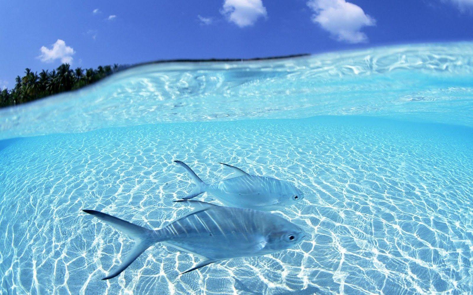 Tropical Island Beach HD Wallpaper