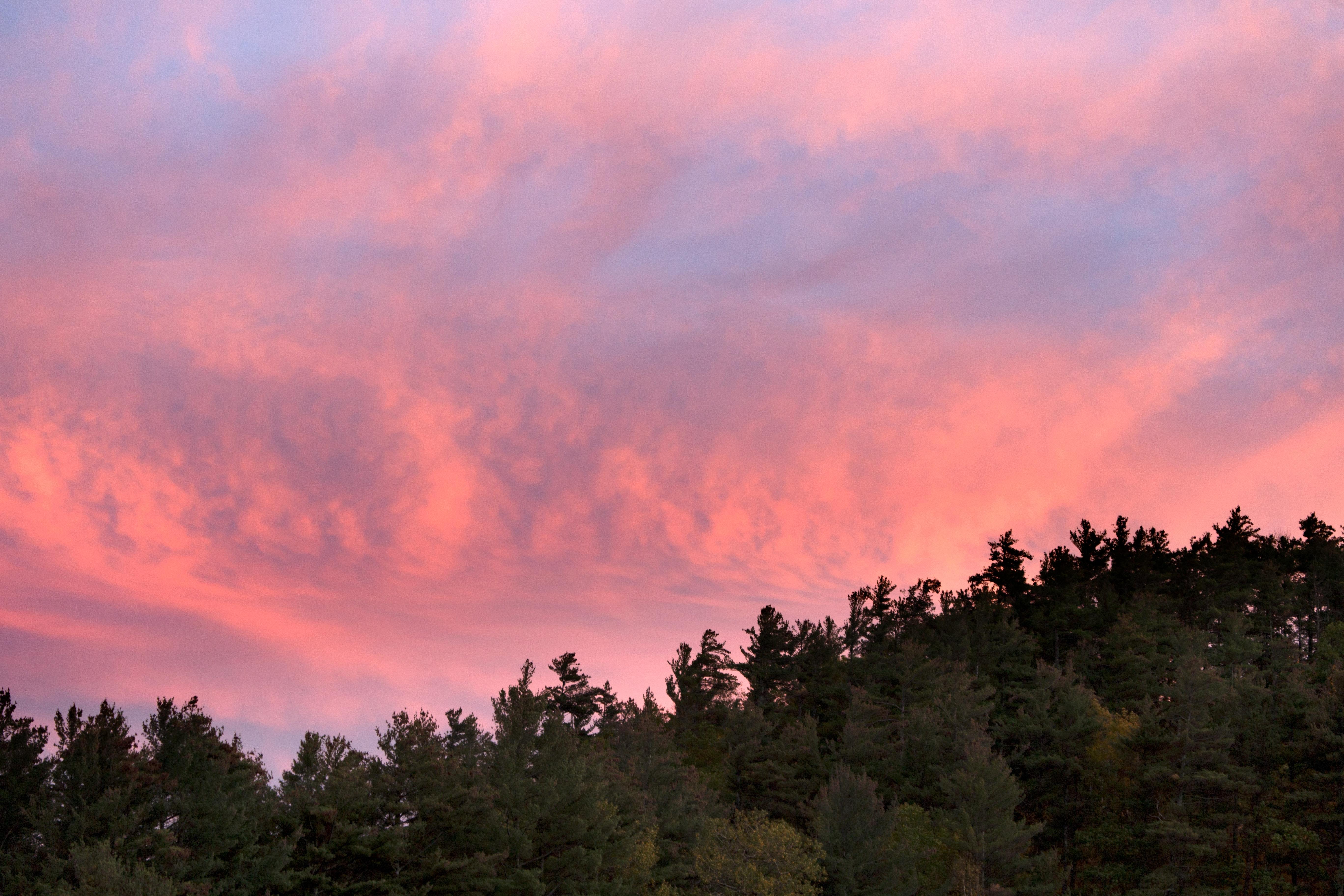 Green Forest Trees Under Pink and Blue Sky during Sunset · Free