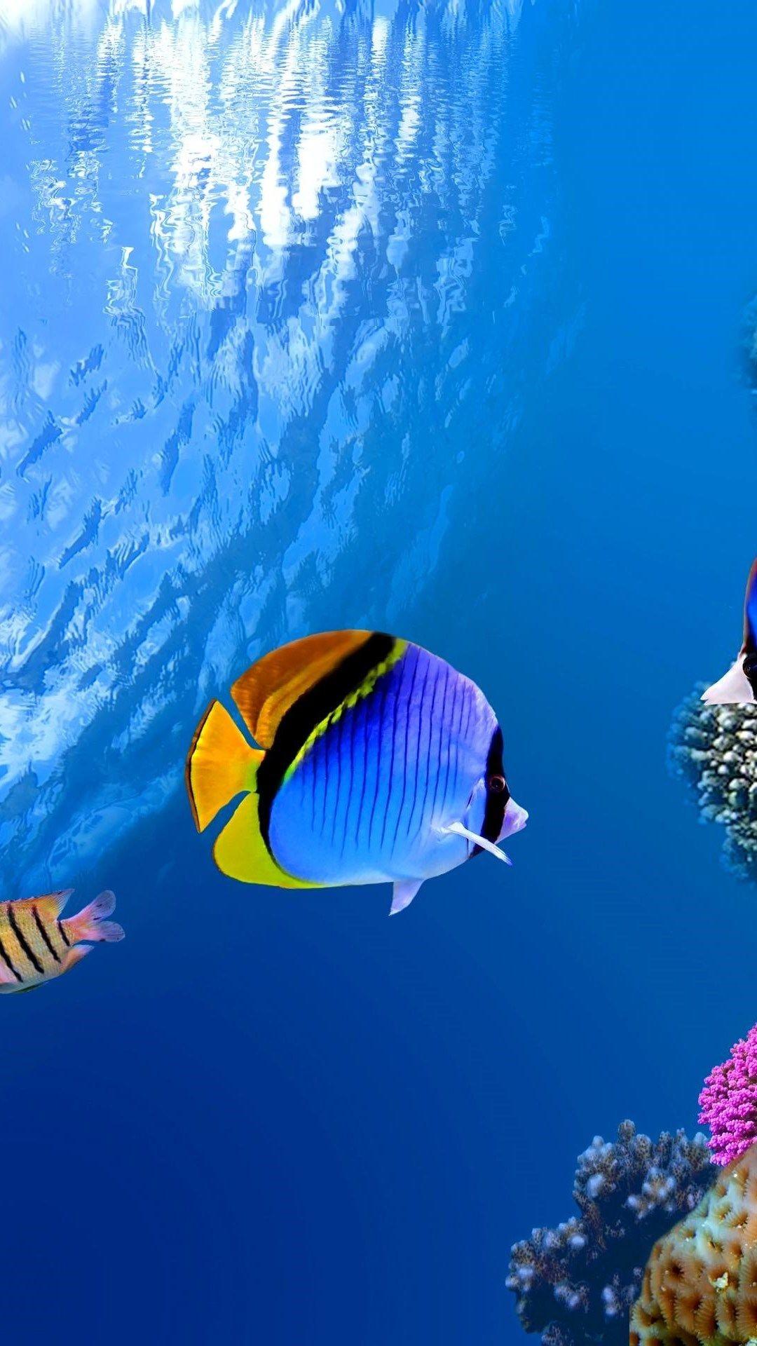 Saltwater Fish Wallpaper