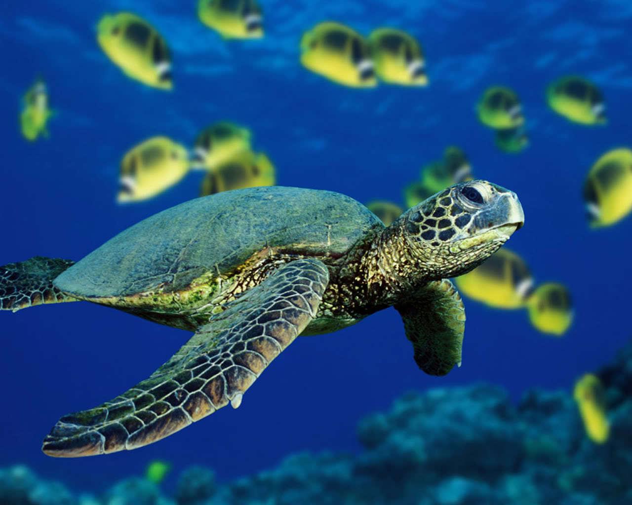 Under The Sea