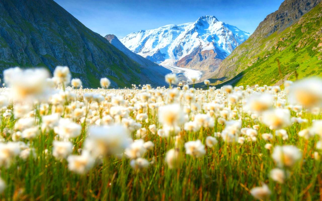 Тянь-Шань горы Киргизия в цвету