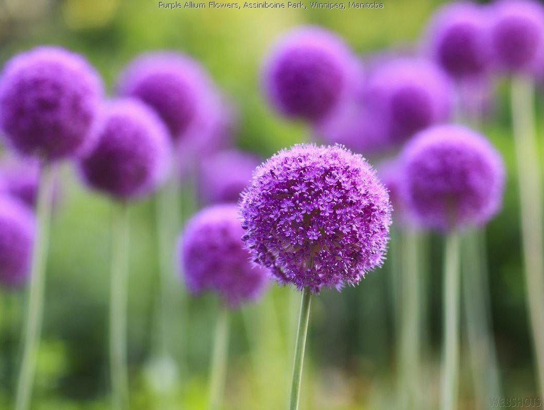 Allum - #flower #garden. ✿ Blooms. Allium flowers, Purple