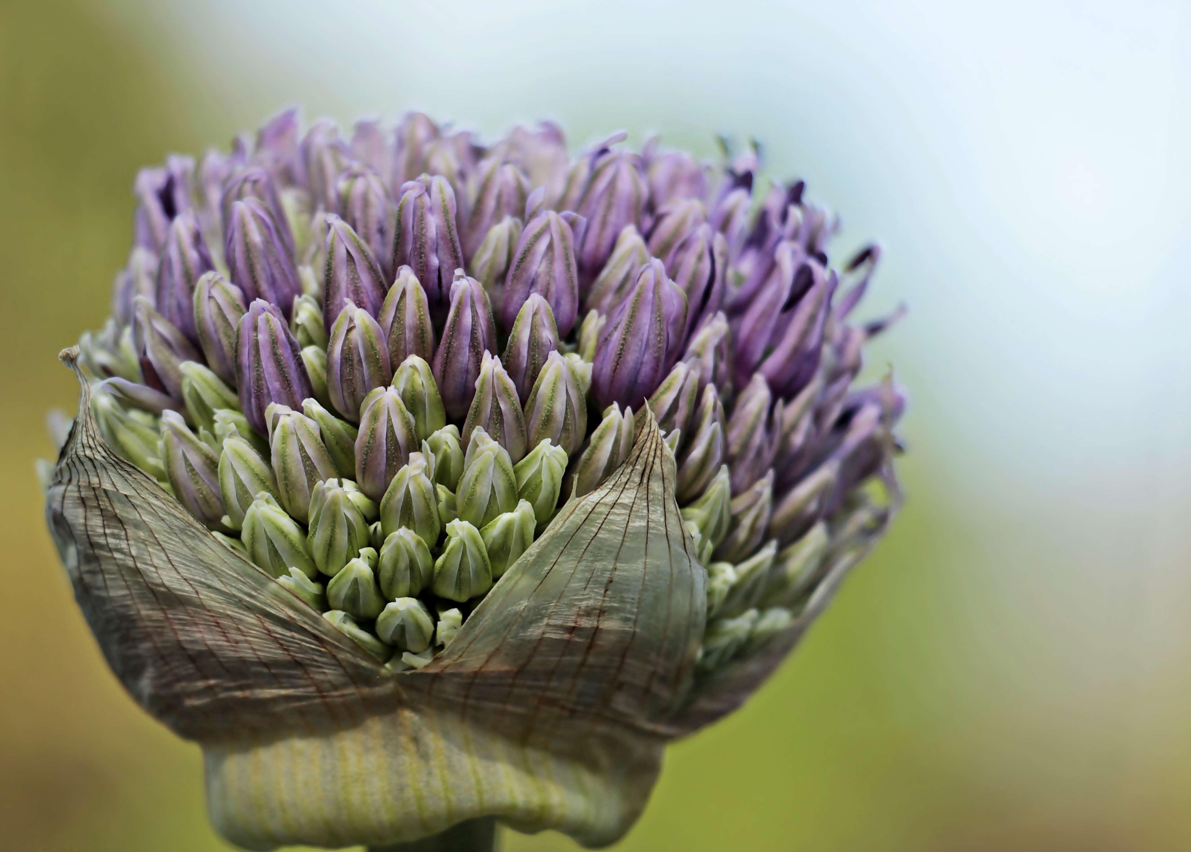 Allium Flower Garden Wallpapers Wallpaper Cave