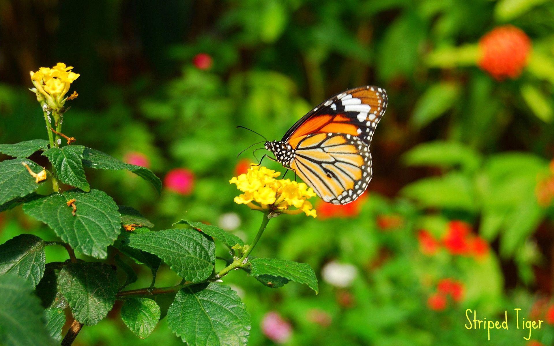 Butterfly And Flower Wallpaper Wallpaper With Butterfly