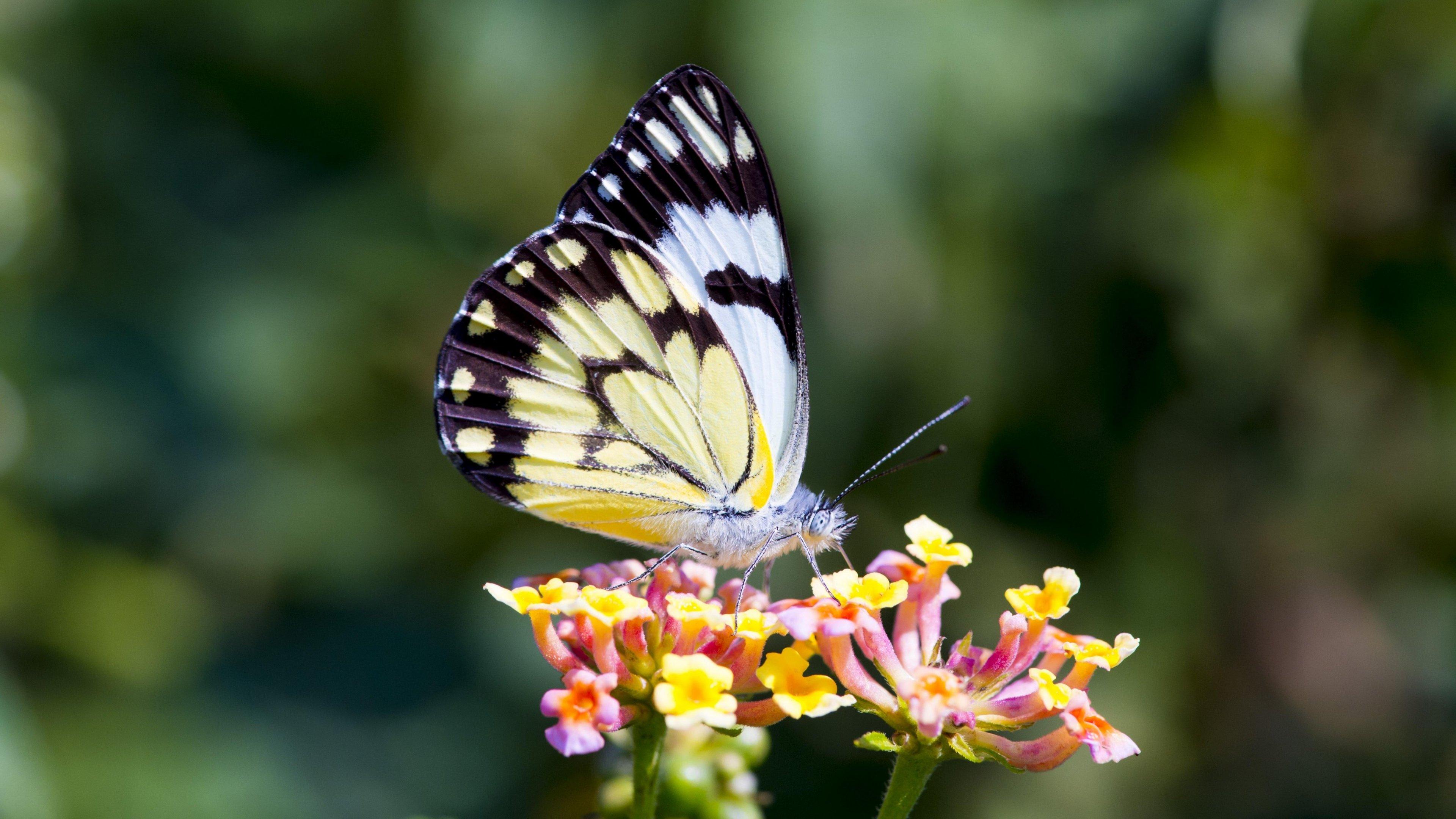 Butterfly On Flower Wallpapers - Wallpaper Cave
