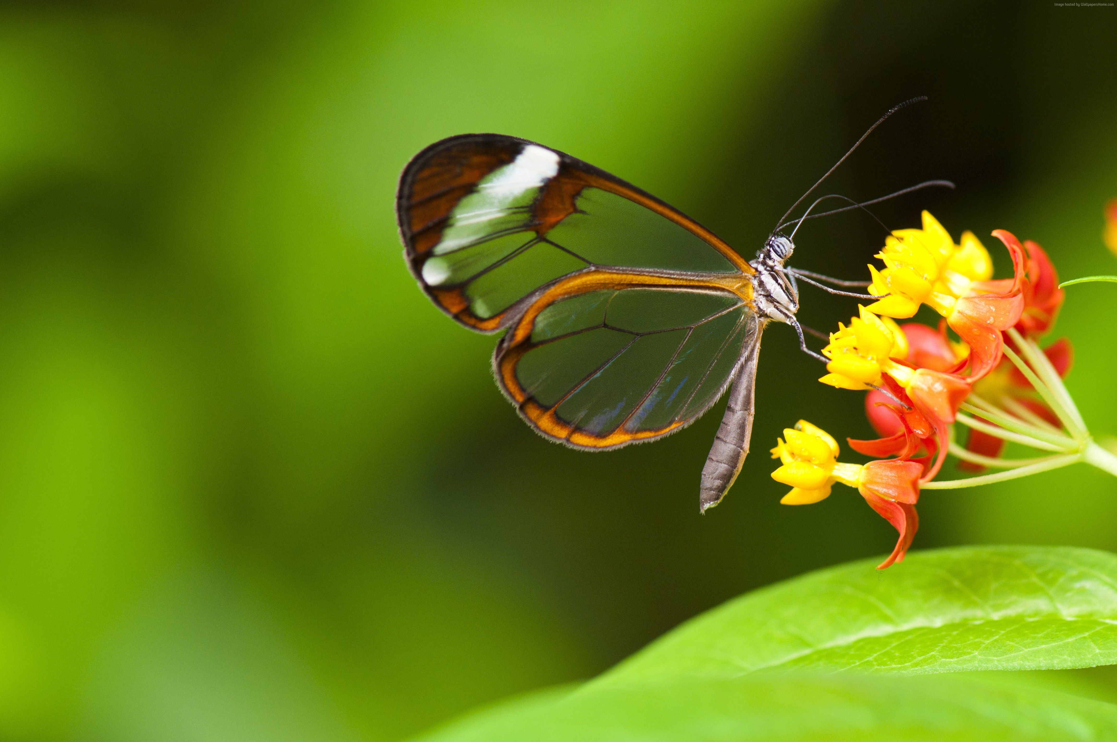 Butterfly Flowers Beautiful Macro wallpaper