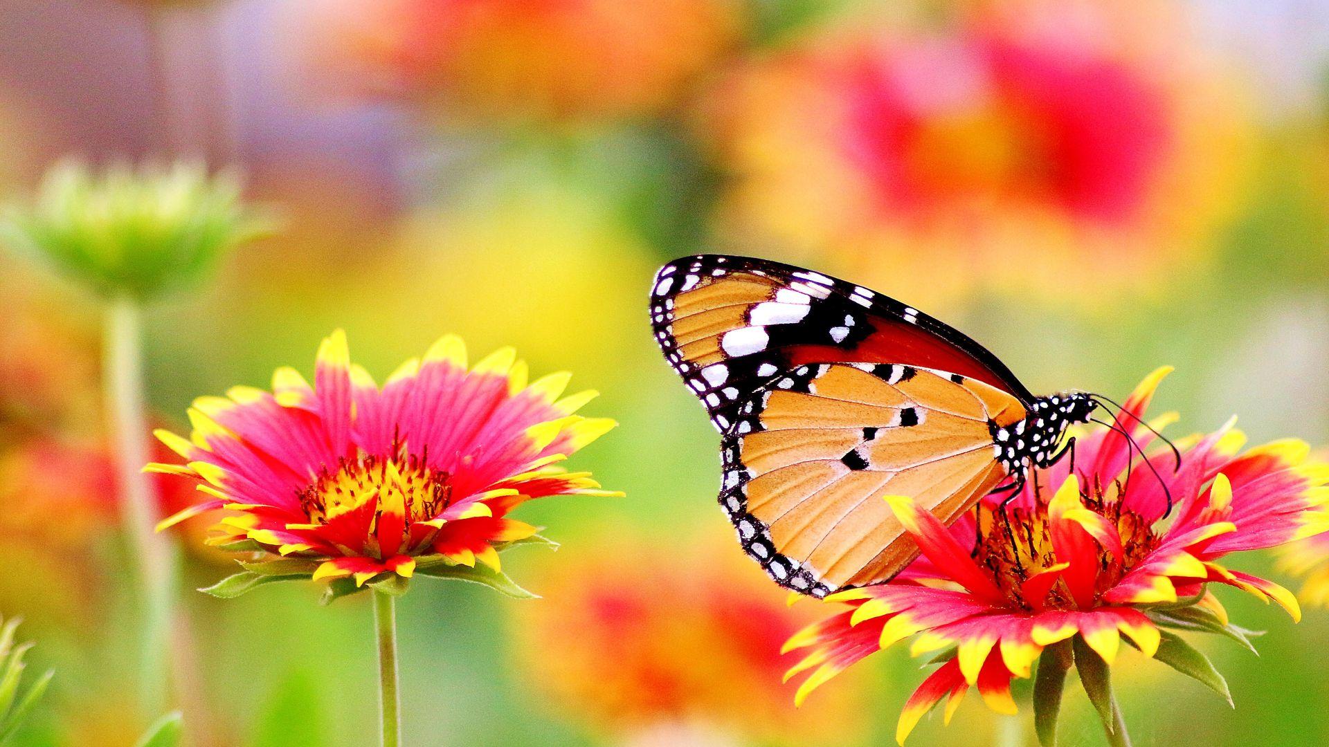 Butterfly Flower Colorful Wallpaper