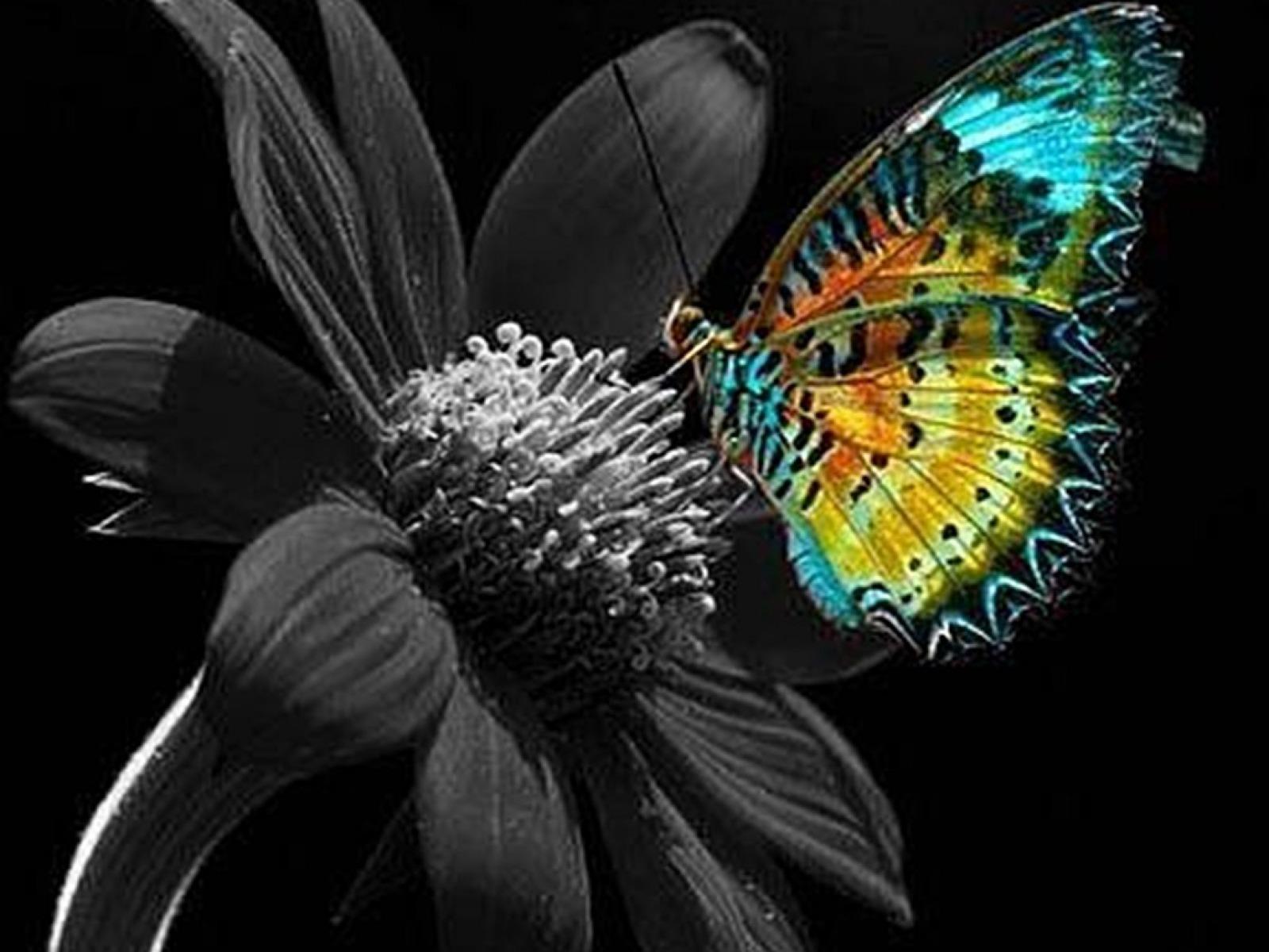 Butterfly On Flower Wallpapers Wallpaper Cave