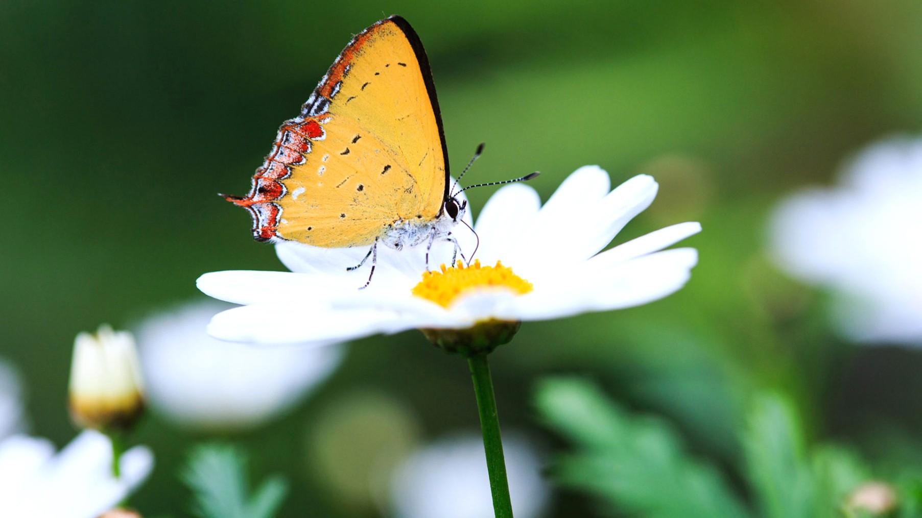 Butterfly, On, Flower, Flower Wallpaper, Nature Image