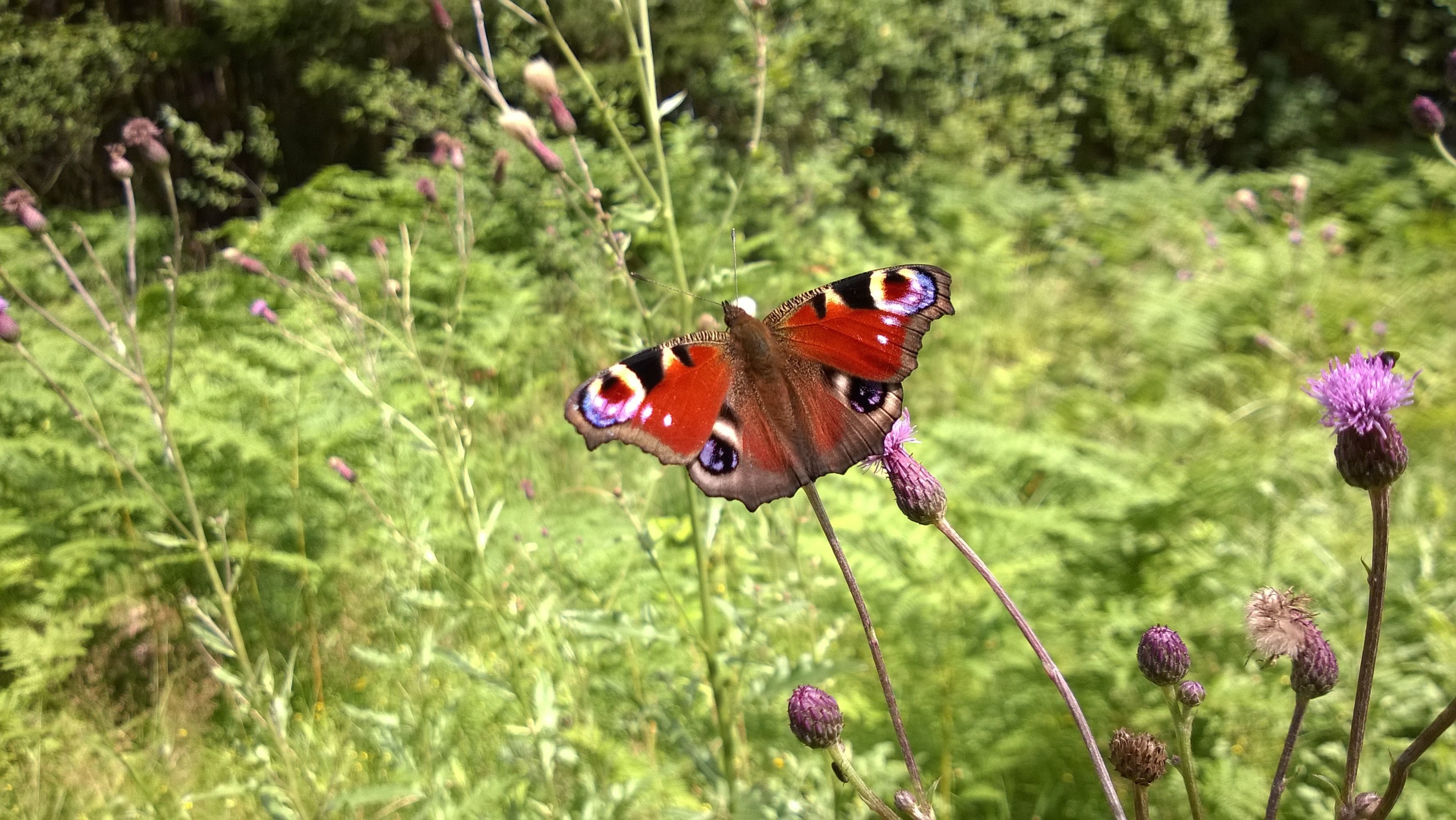 Butterfly and Flower Wallpaper background picture