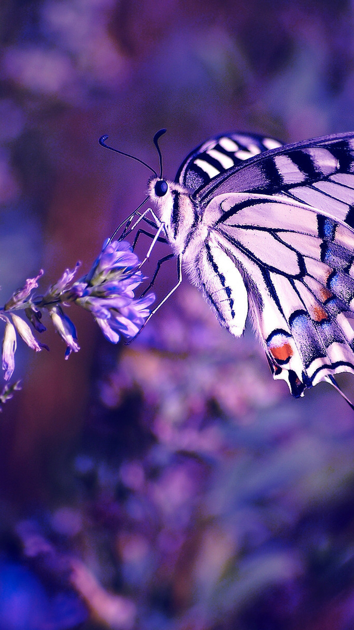 Butterfly, Flowers Wallpaper for iPhone X, 6 Download