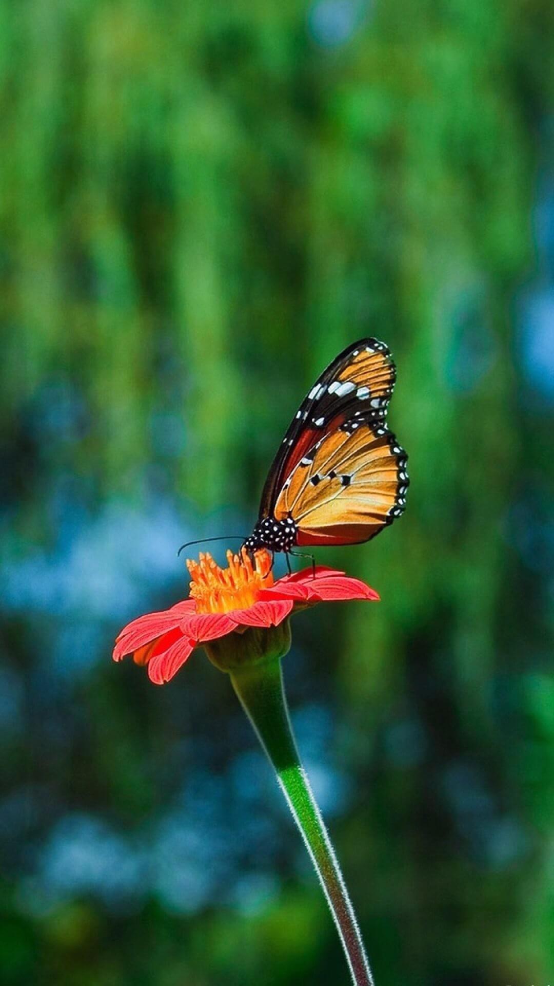 Android wallpaper Butterfly And Flower 1080x1920