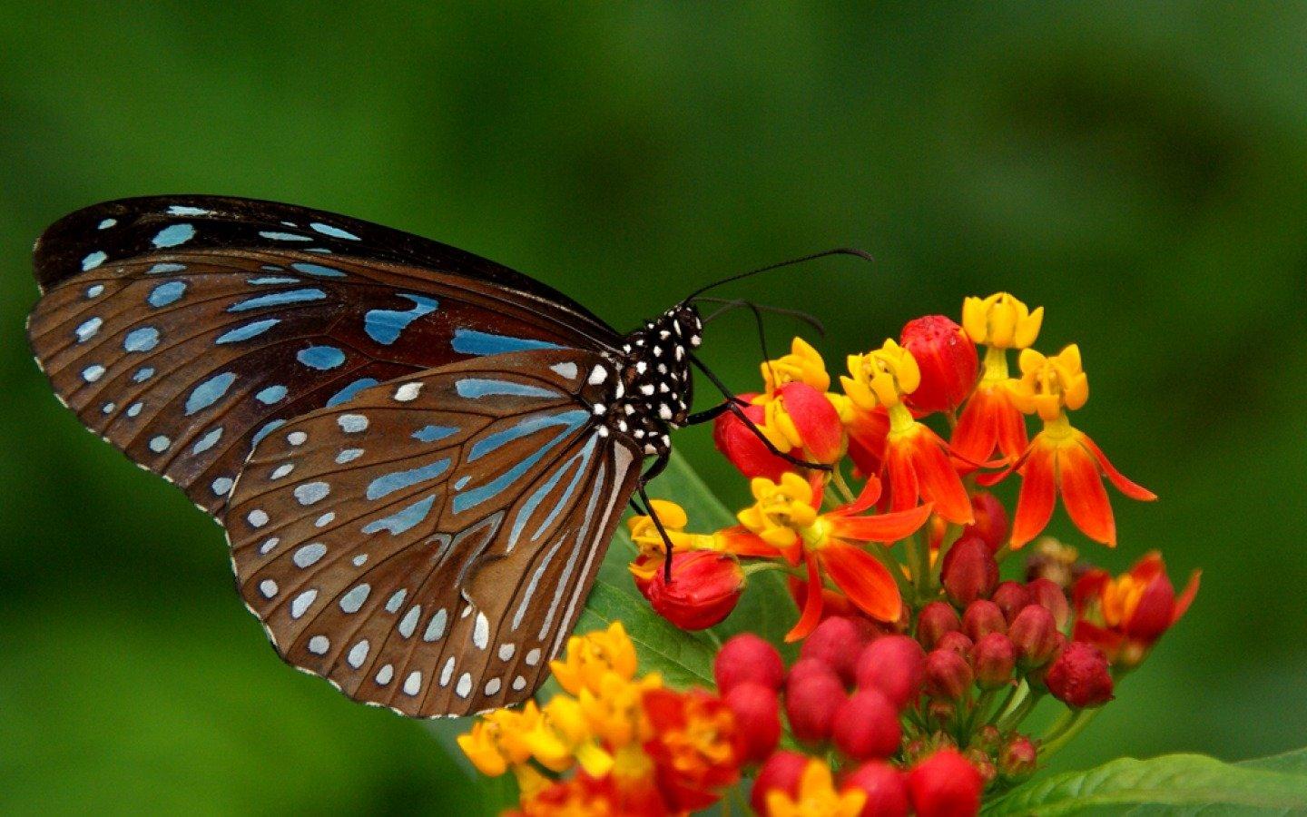 Butterfly on Flower Wallpaper and Background Imagex900
