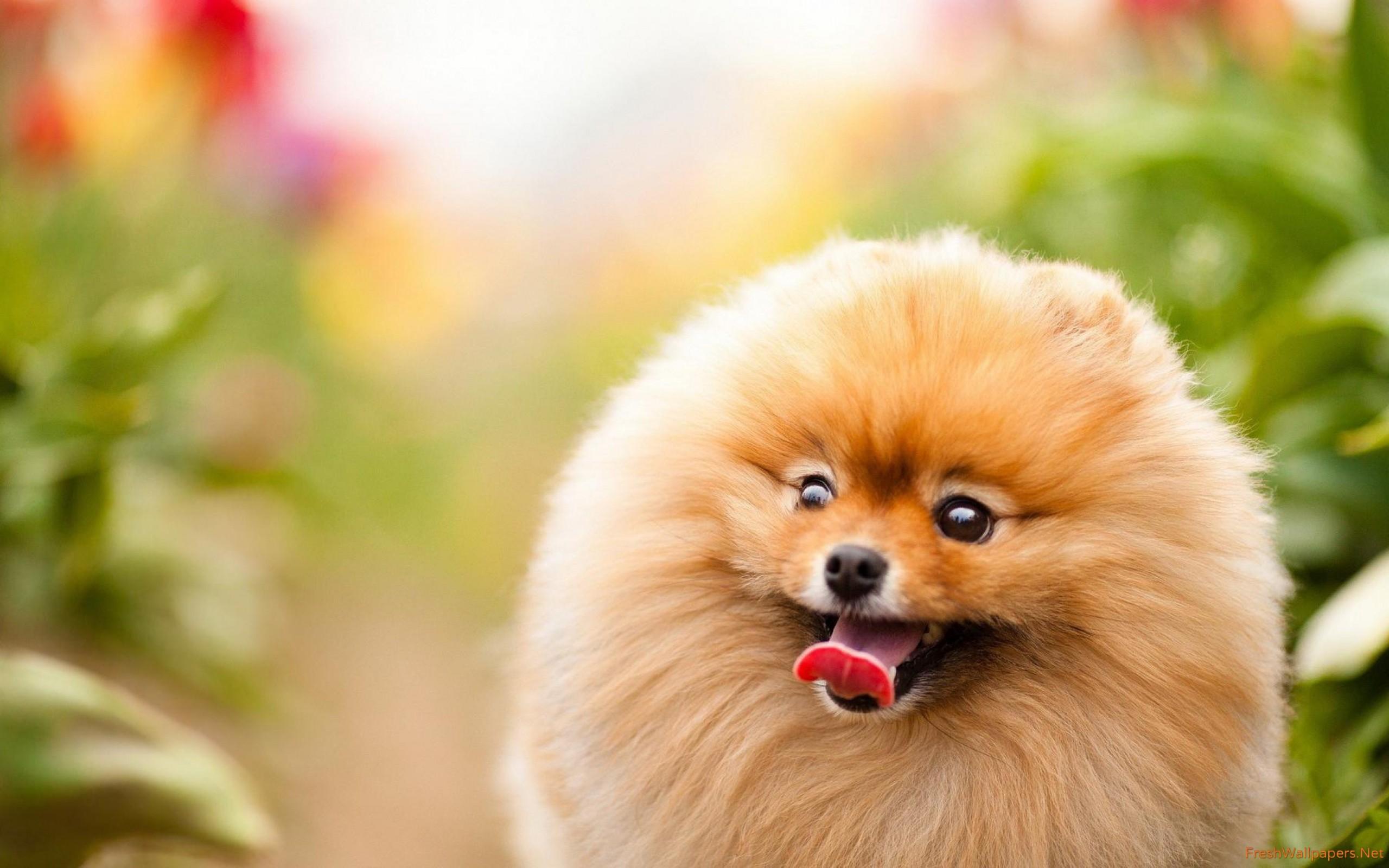 Excited pomeranian wallpaper