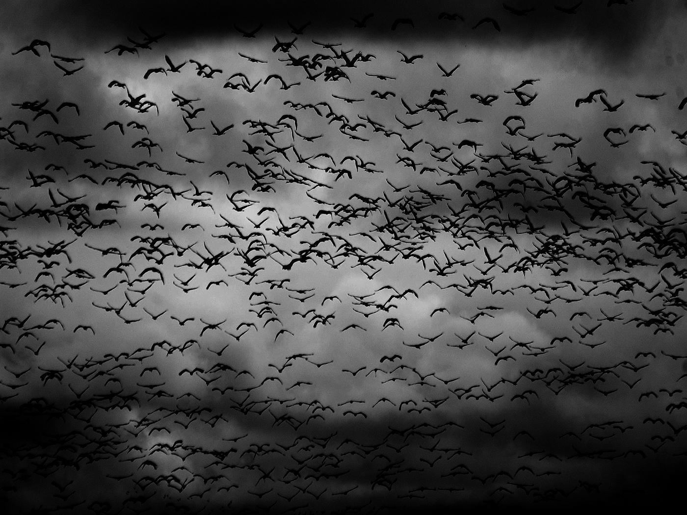 birds, swarm wallpaper