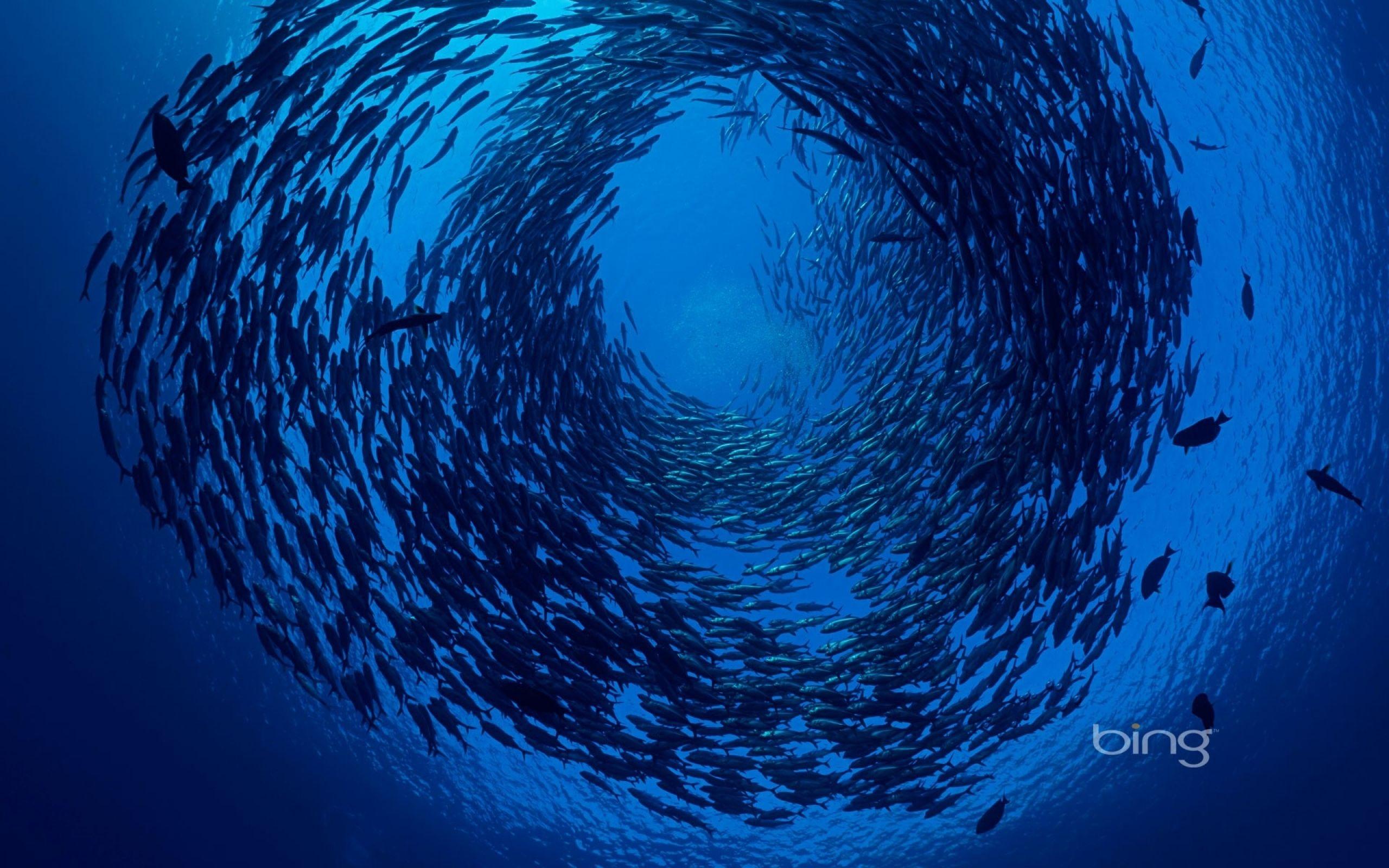 ocean swarm fish underwater bali bing Wallpaper. NEXT Coworking