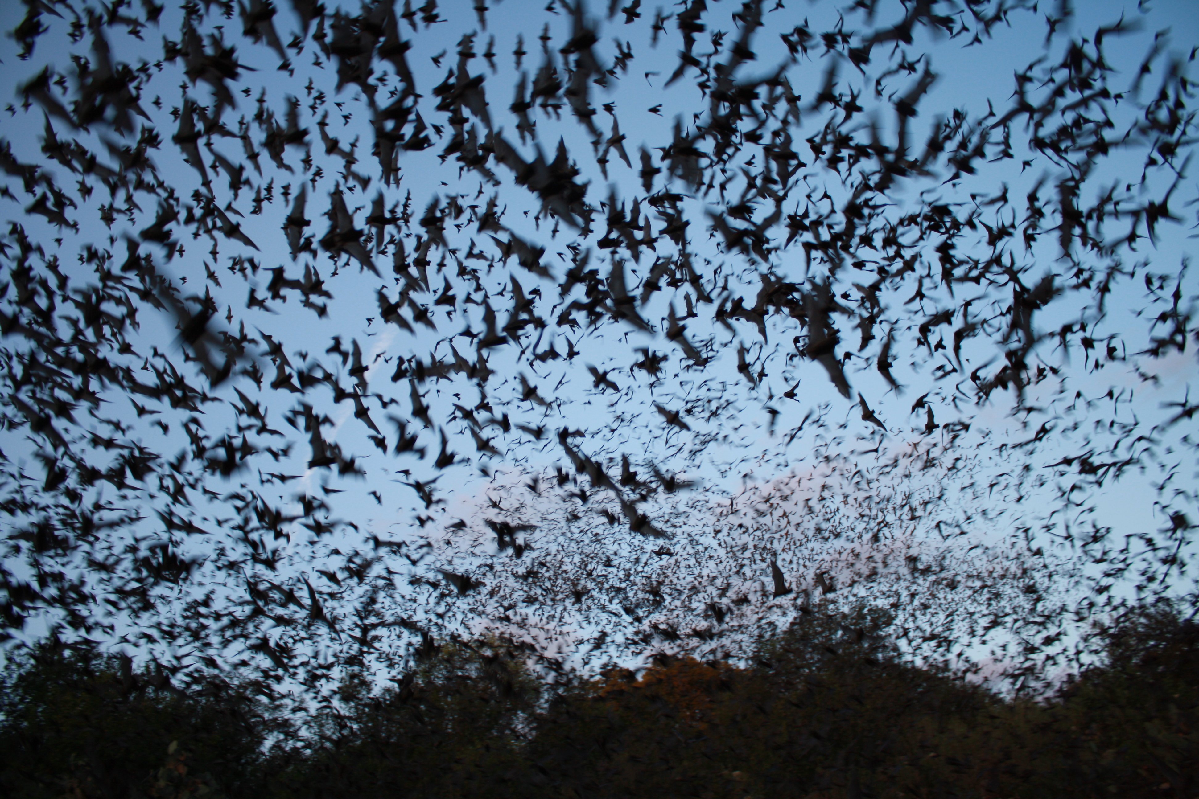 bats, Mammal, Bat, Chiroptera, Flock, Swarm Wallpaper HD / Desktop