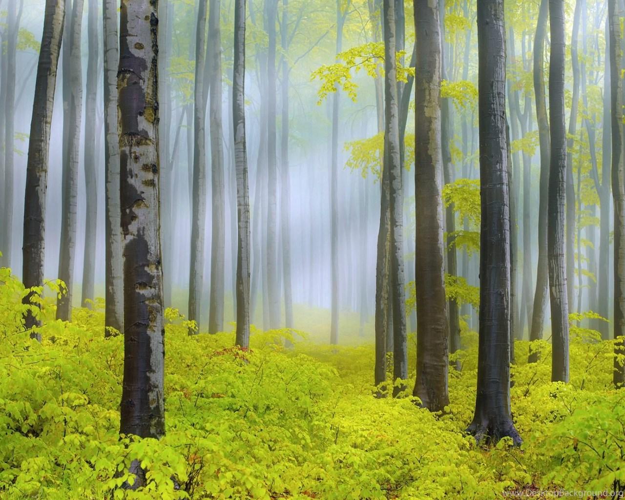 Forest Painting Wallpaper HD Download Of Green Forest Desktop