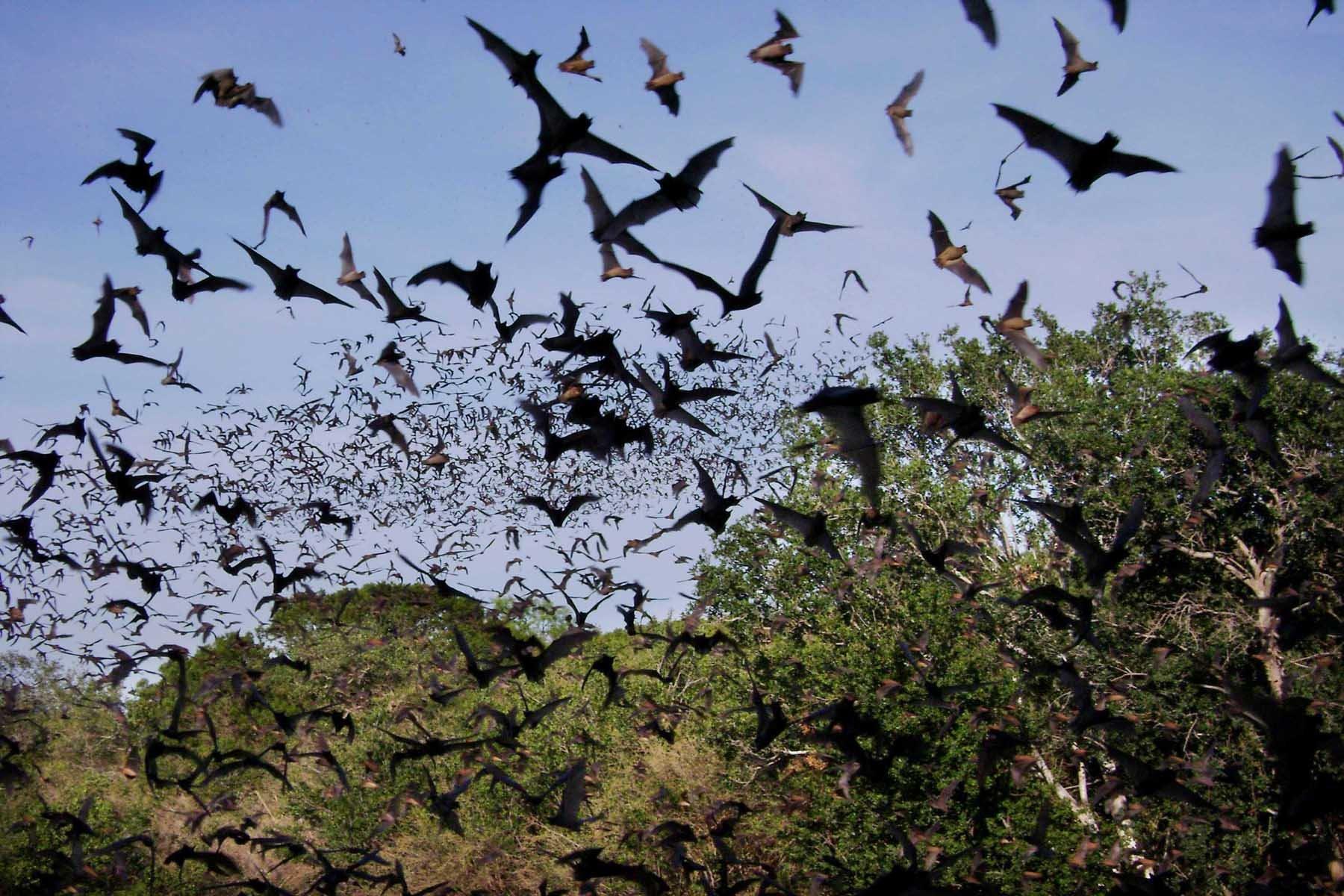bats, Mammal, Bat, Chiroptera, Flock, Swarm Wallpaper HD / Desktop