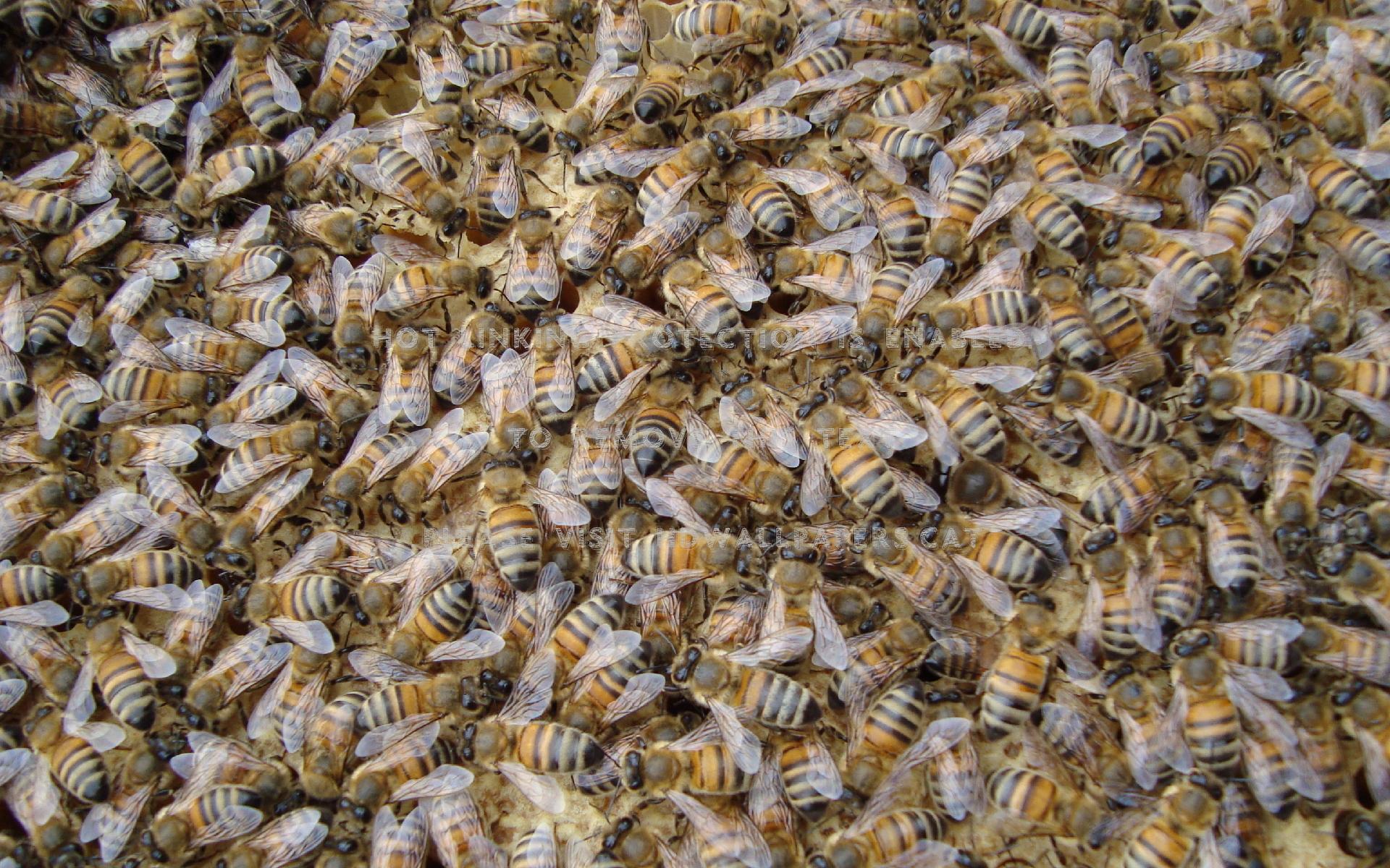 swarm of bees honeycomb insect animals
