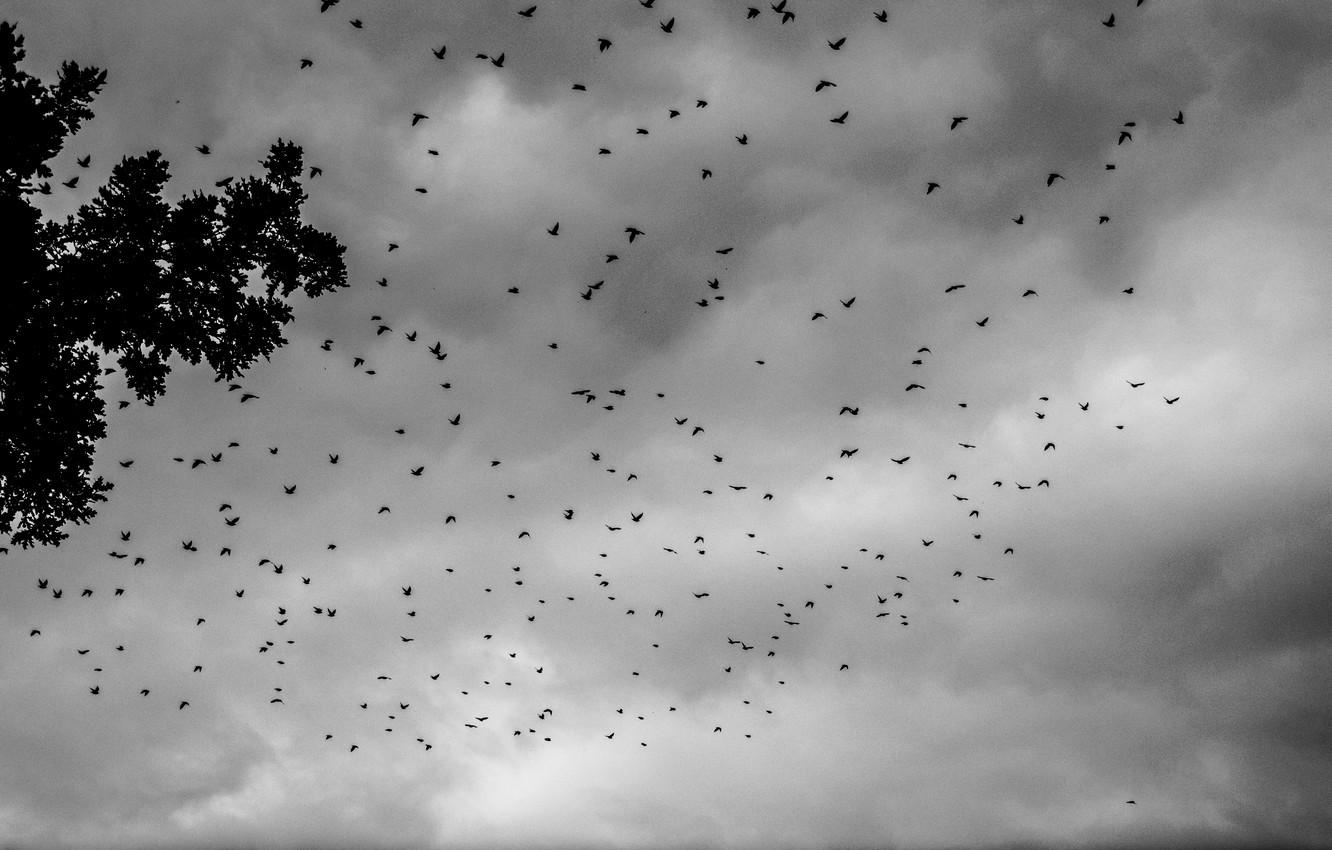 Wallpaper Clouds, Sky, Birds, Tree, Summer, Swarm, Black & White
