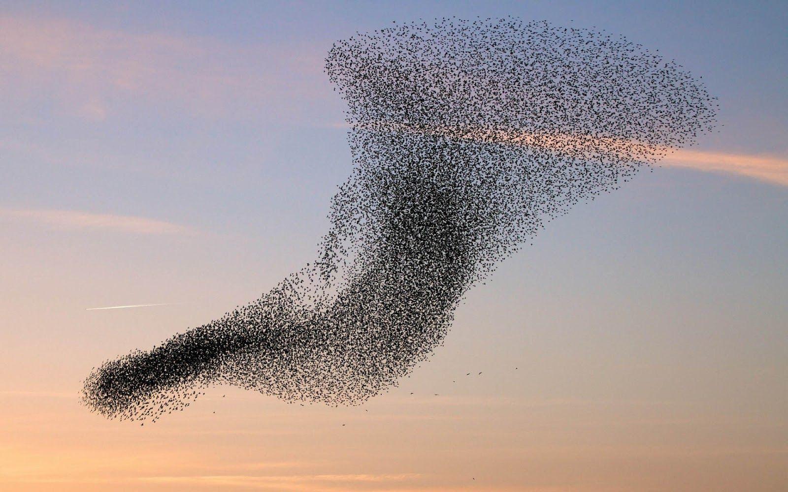 beautiful flock of birds. Wallpaper of a flock of flying birds. HD