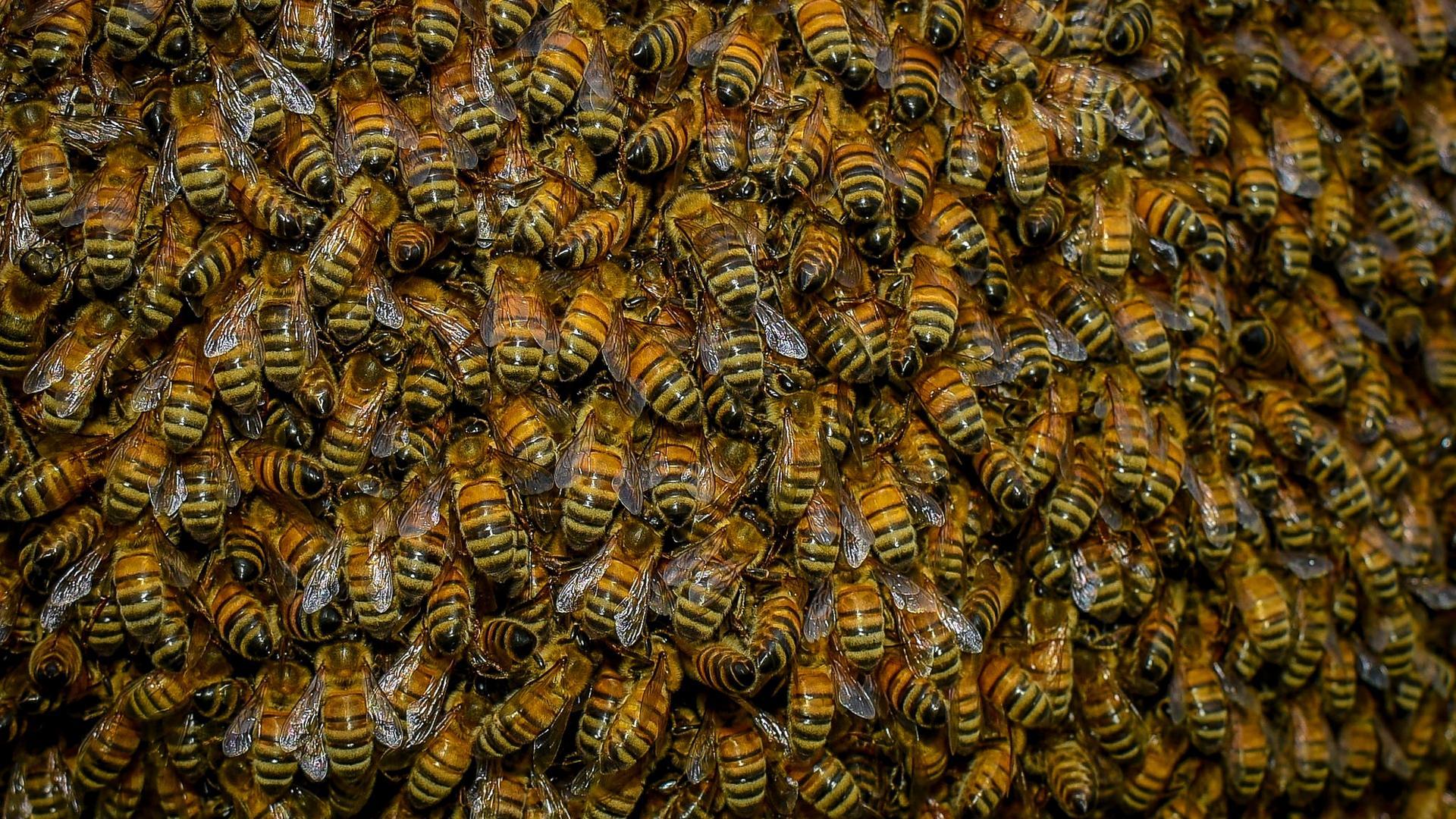 Swarm of Bees HD Wallpaper