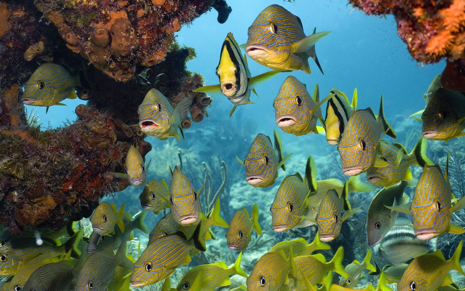 Tropical Fish Wallpaper