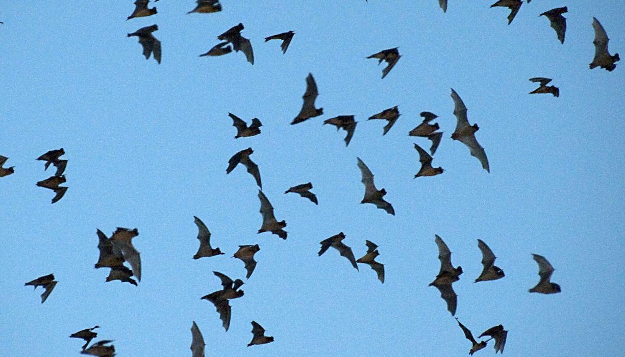 BATS mammal bat Chiroptera flock swarm wallpaperx1200
