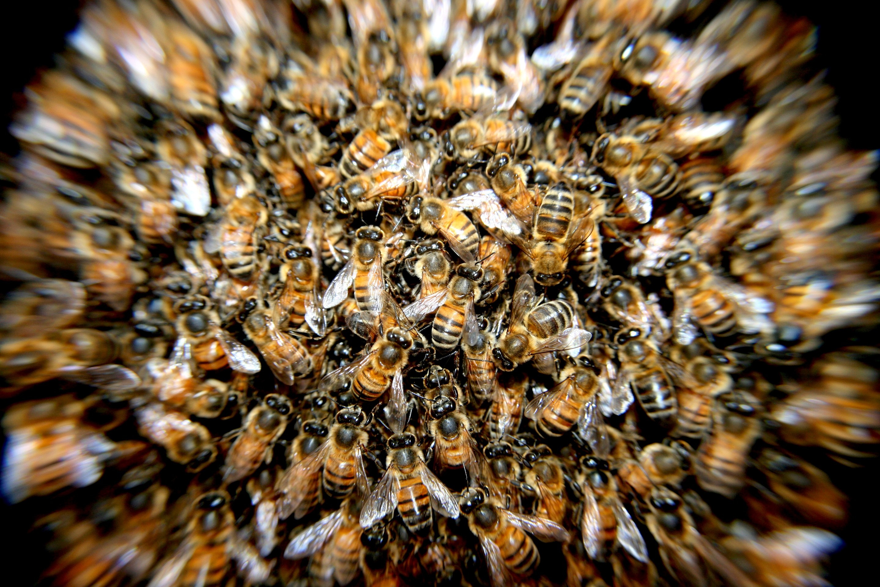 Swarm, Insects, Bees, Macro, bee, large group of animals free image