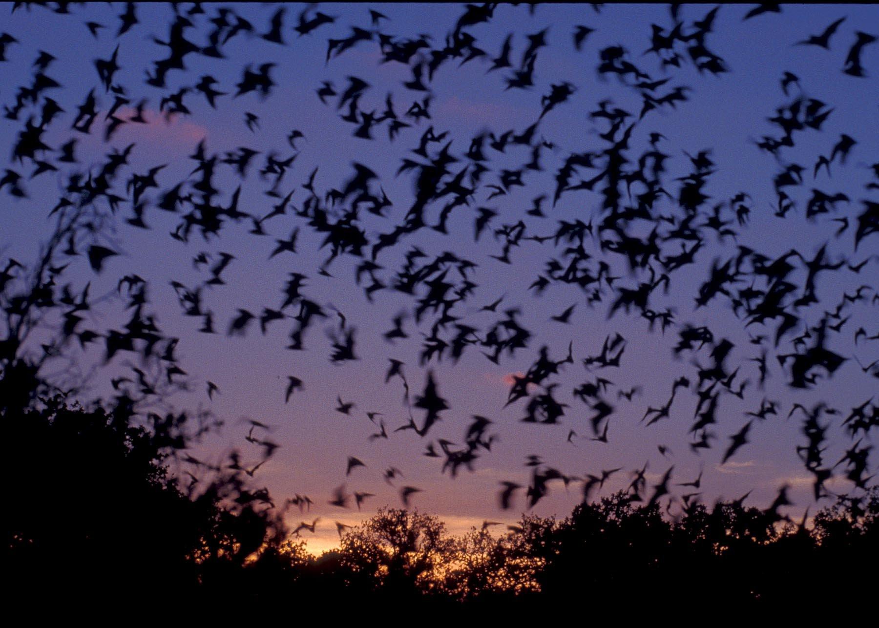 BATS mammal bat Chiroptera flock swarm wallpaperx1286
