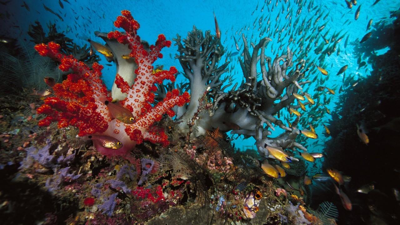 Fishes Swarm Corals Ocean Bed wallpaper. Fishes Swarm Corals Ocean