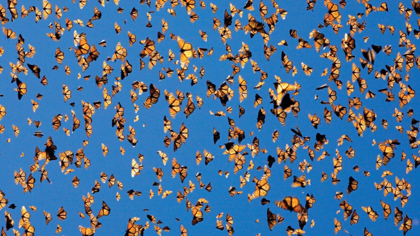 Wallpaper Tagged With Swarm: Monarch Swarm Butterflies Pine Tree