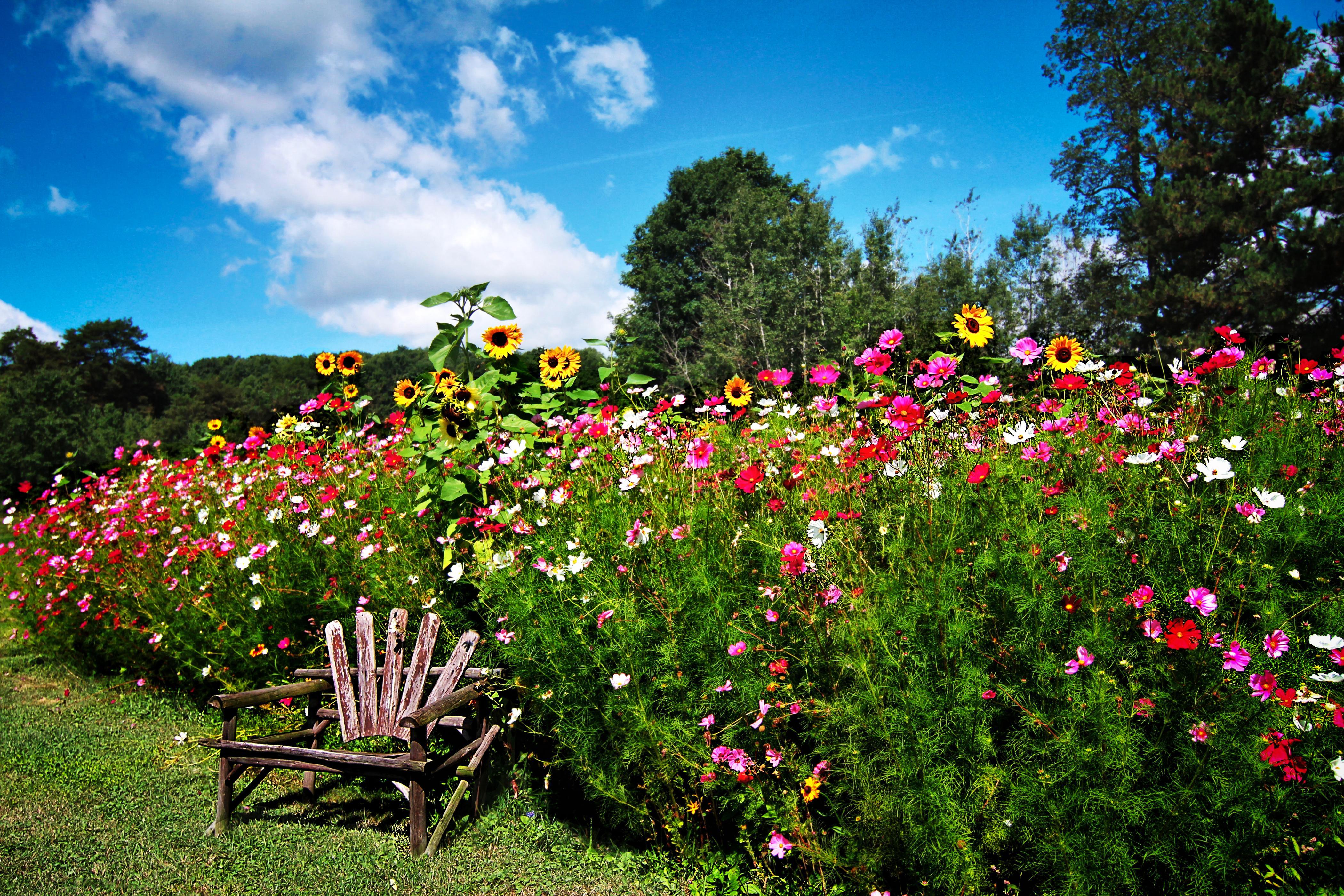 English Garden HD Wallpaper and Background Image