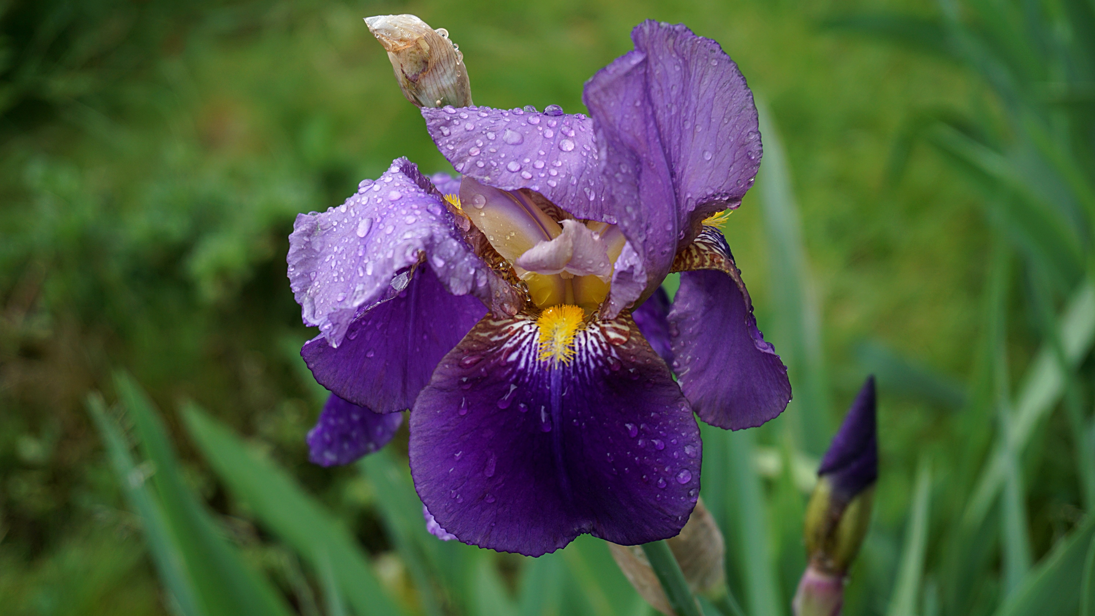 Wallpaper Purple iris flower, water droplets 3840x2160 UHD 4K