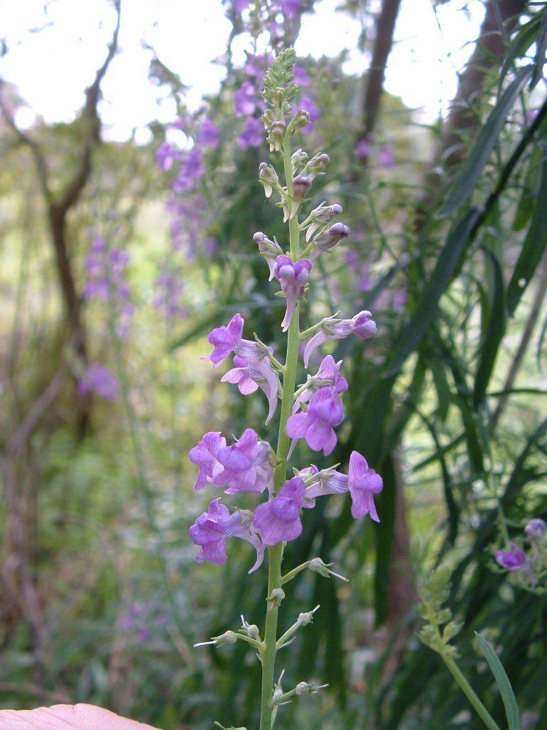 Violet Snapdragons Wallpapers - Wallpaper Cave