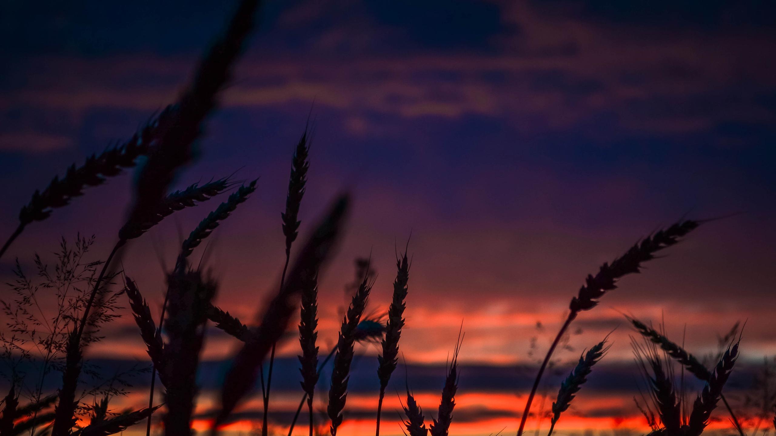 Wheats During Dawn In Landscape Photography 1440P