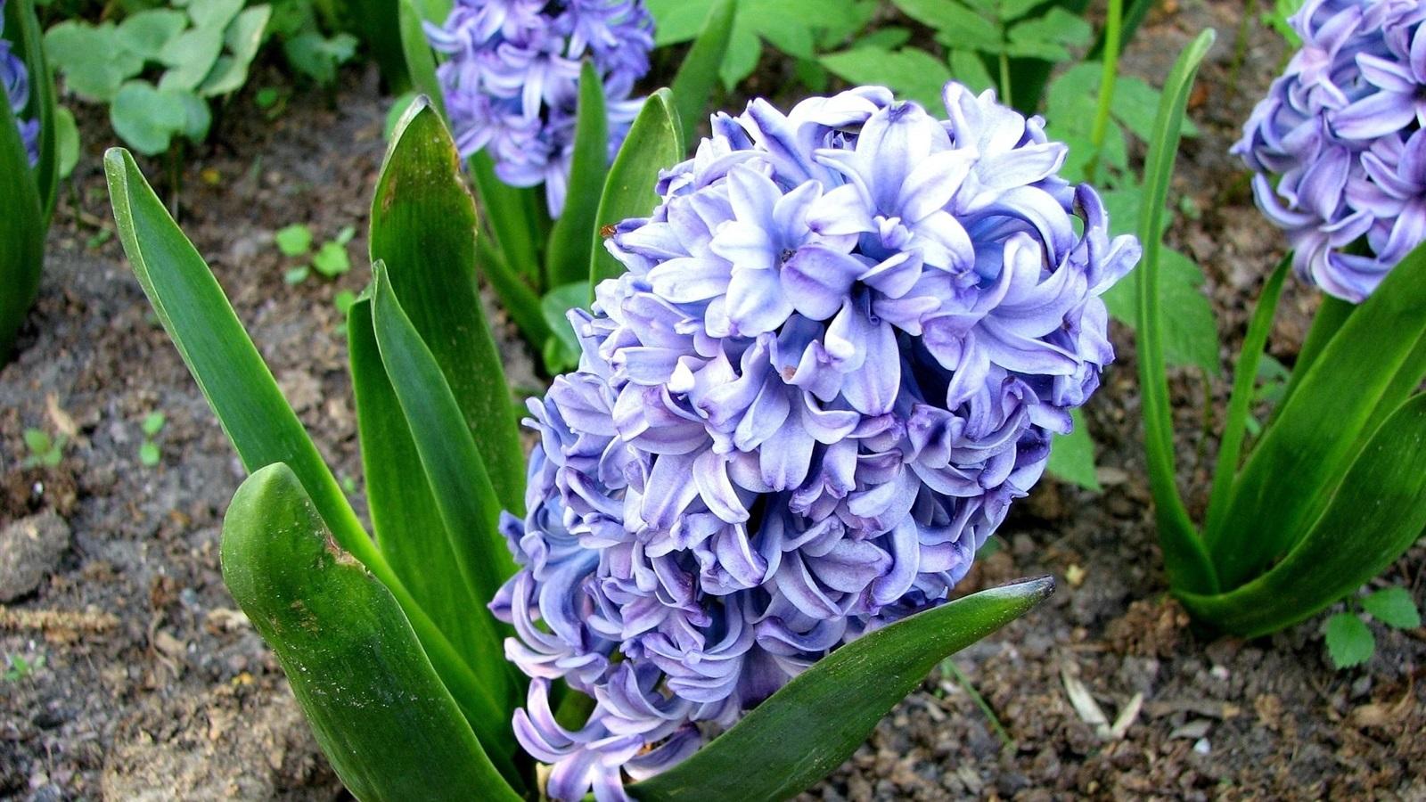 Wallpaper Blue hyacinth flowers, field 1920x1440 HD Picture, Image
