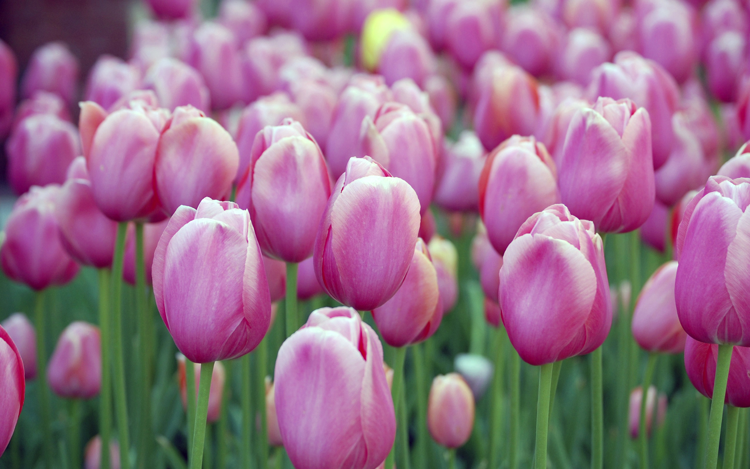 #Pink tulips, #Blossom, #Garden