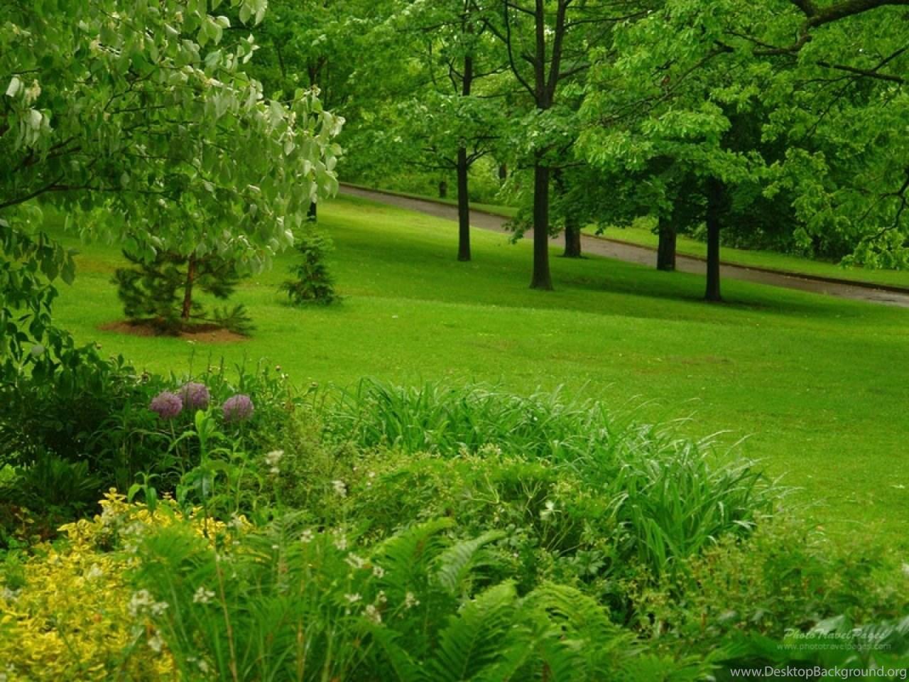 Gardens Wallpaper: Green Forest Wallpaper Colors Wallpaper