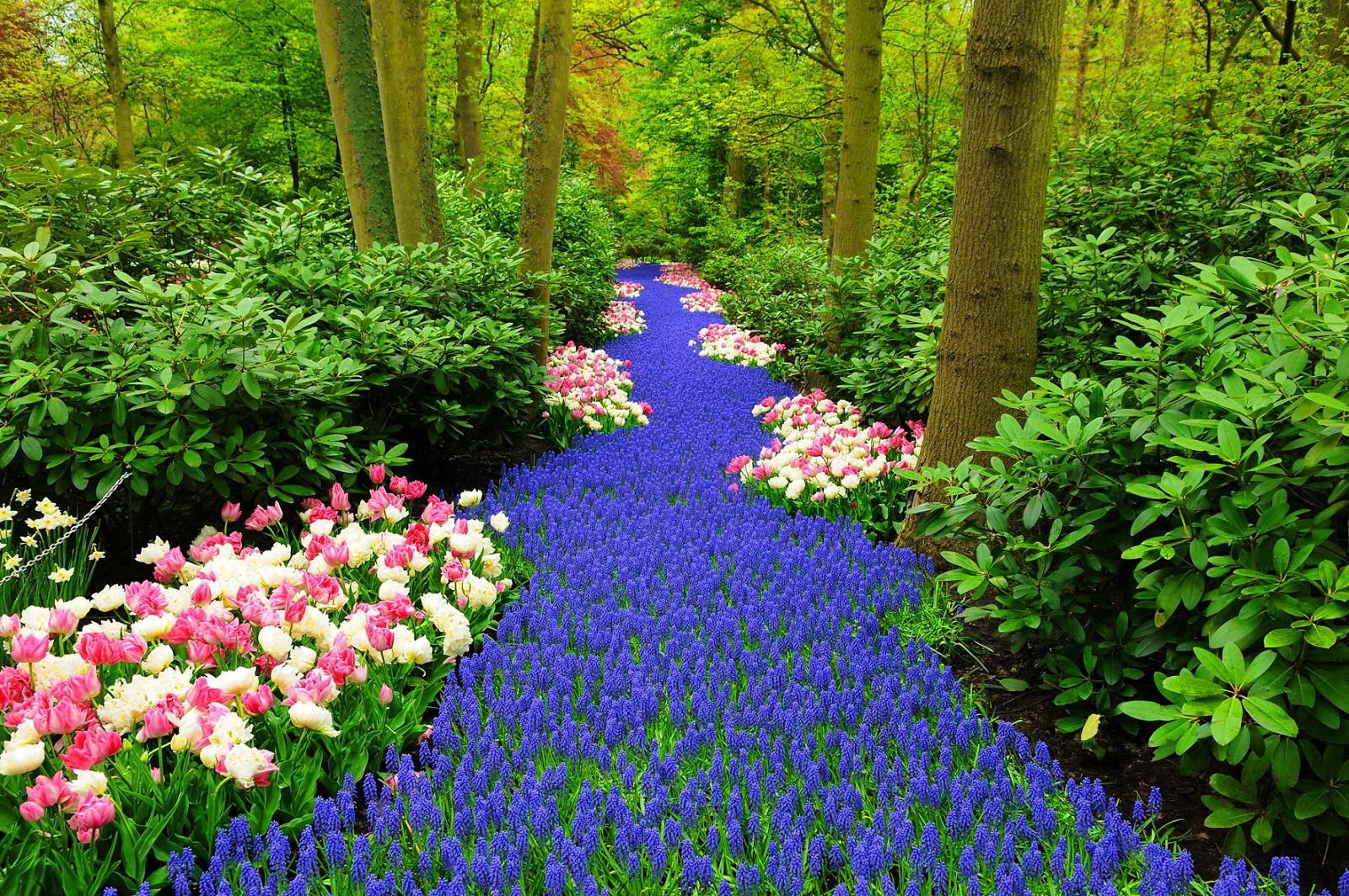 Keukenhof Tag wallpaper: Keukenhof Colors Tulips Trees Park Spring