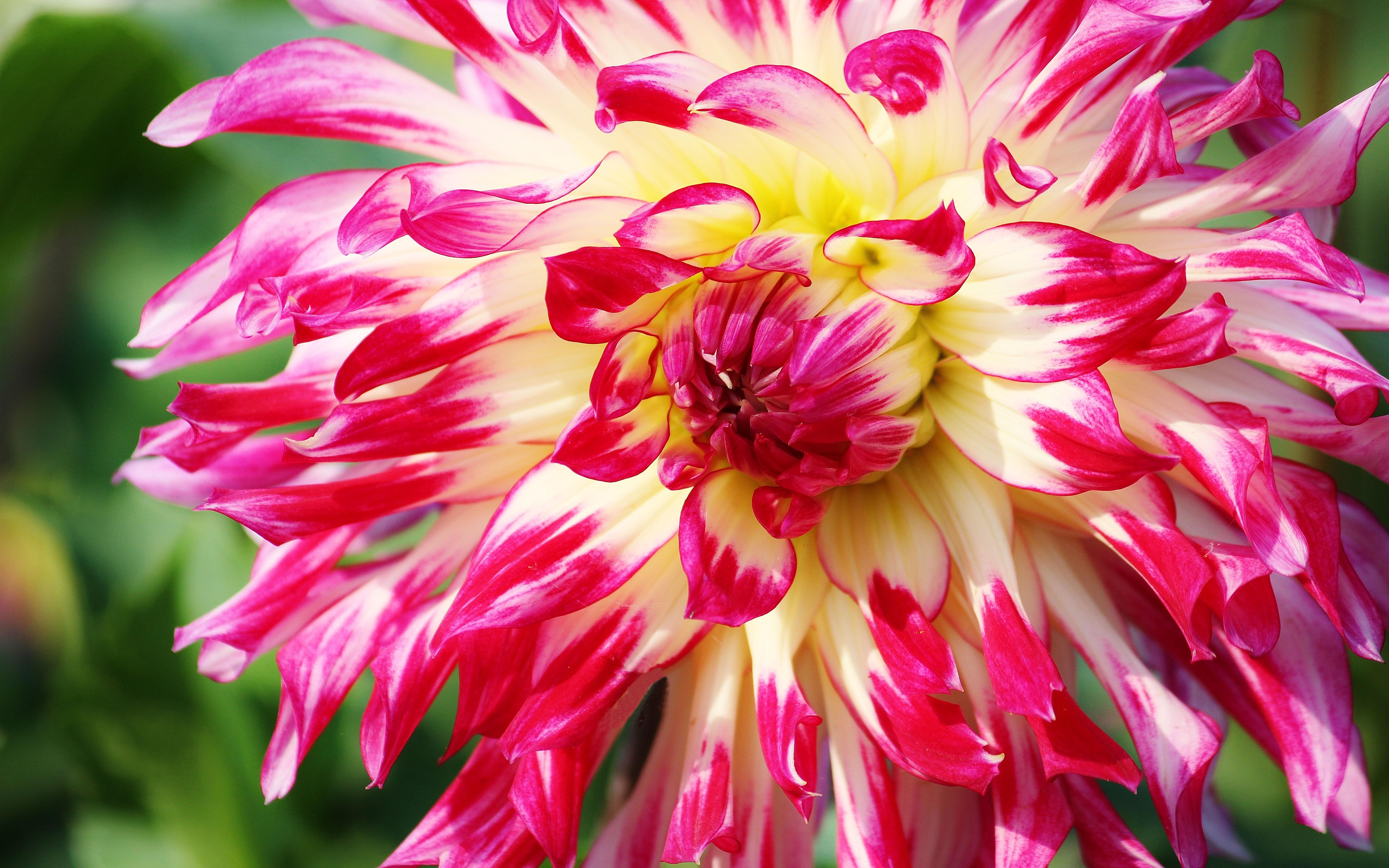 Dahlia Flowers From Garden Petals With Two Colors Red And White