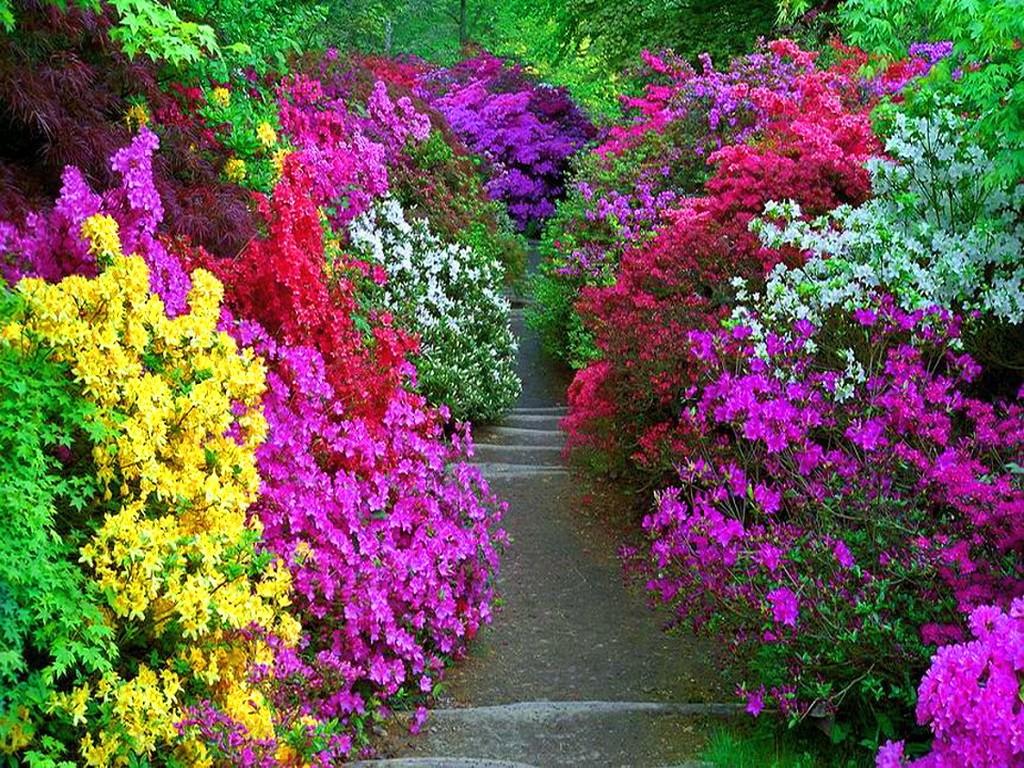 Flower Garden Wallpaper HD Full Screen