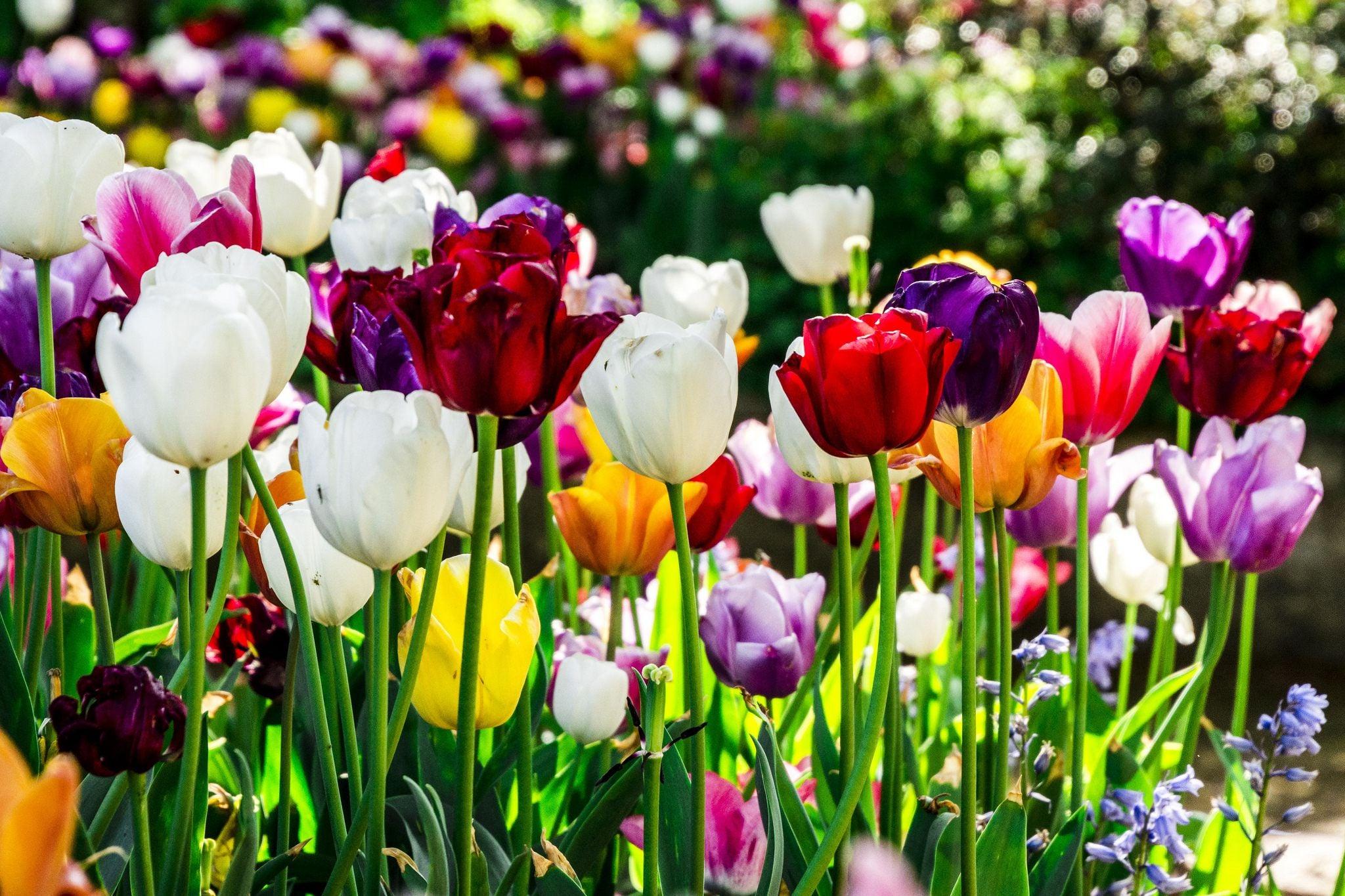 Colorful Spring Tulips wallpaper