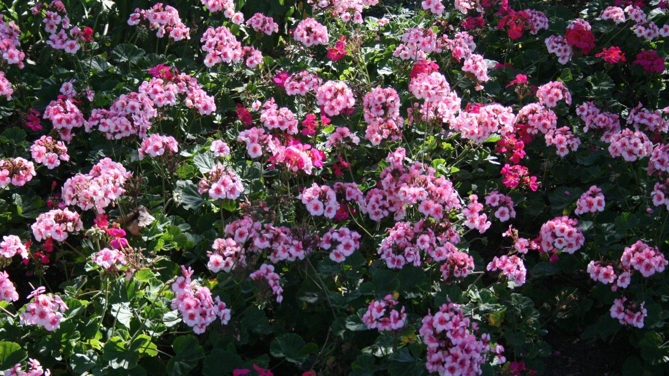Flower: Flower Garden Colorful Flowers Color Colors Pink Mna Nature