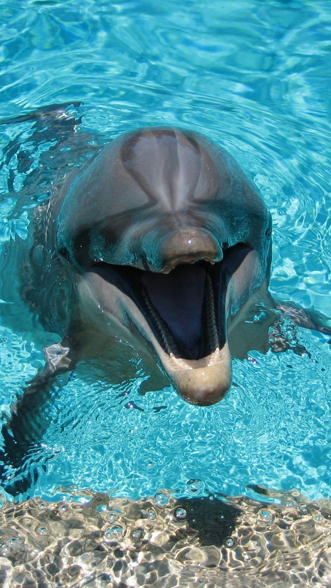 dolphin, smiling, water, pool #Dolphins. Owls & animals. Dolphins