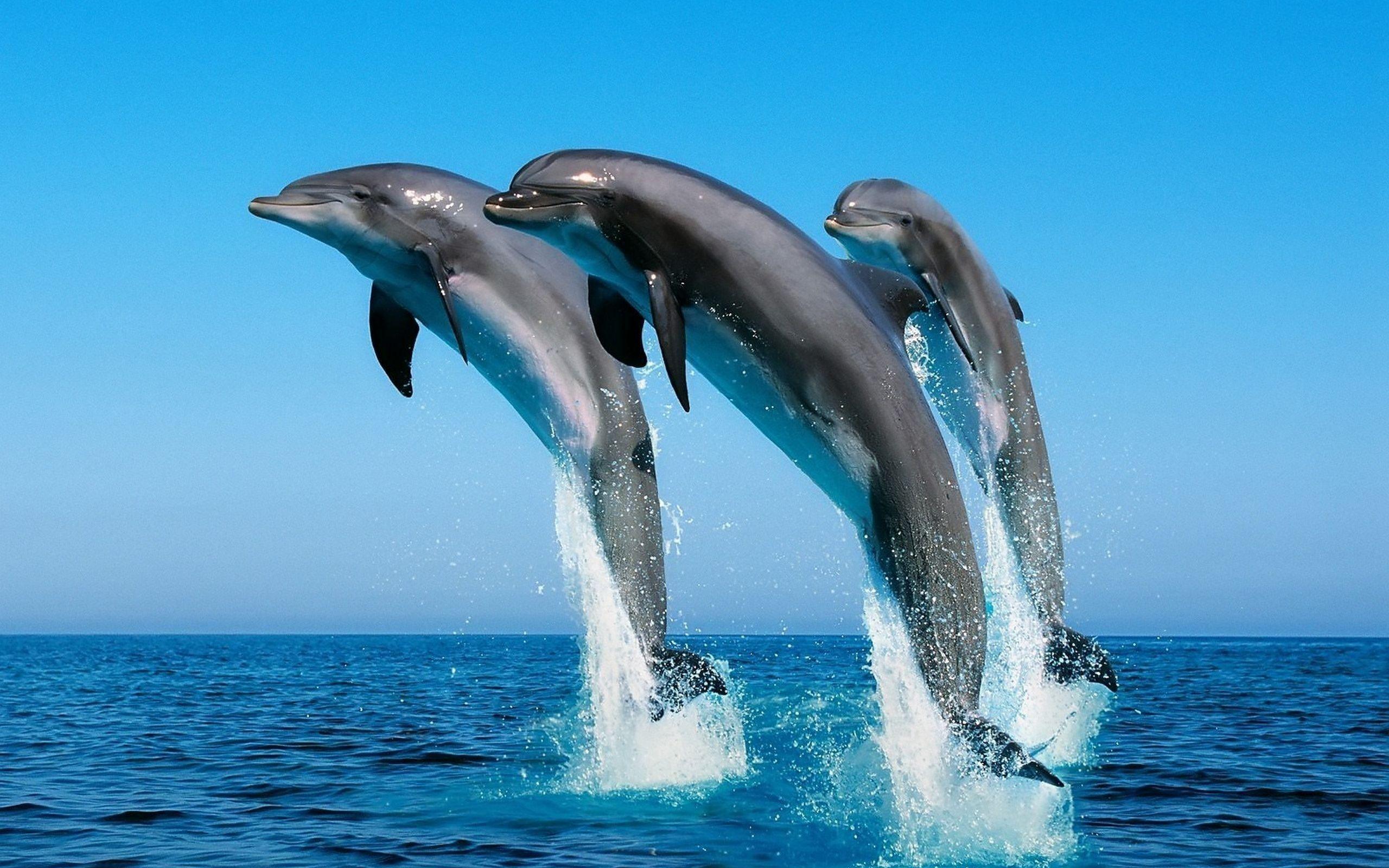 Dolphin Wallpaper
