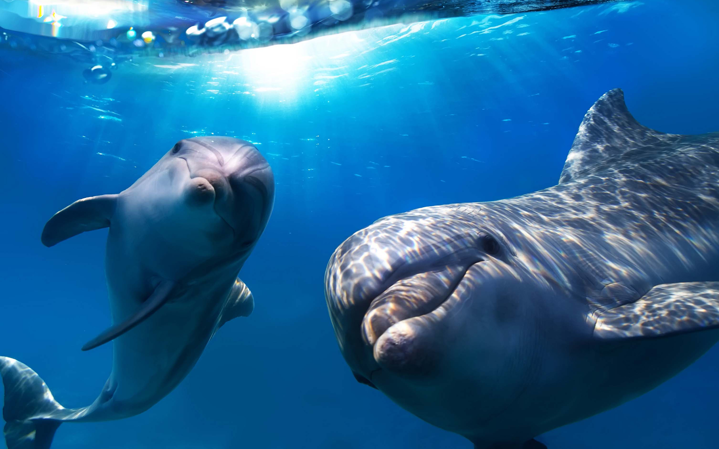 cute dolphin wallpaper Gallery